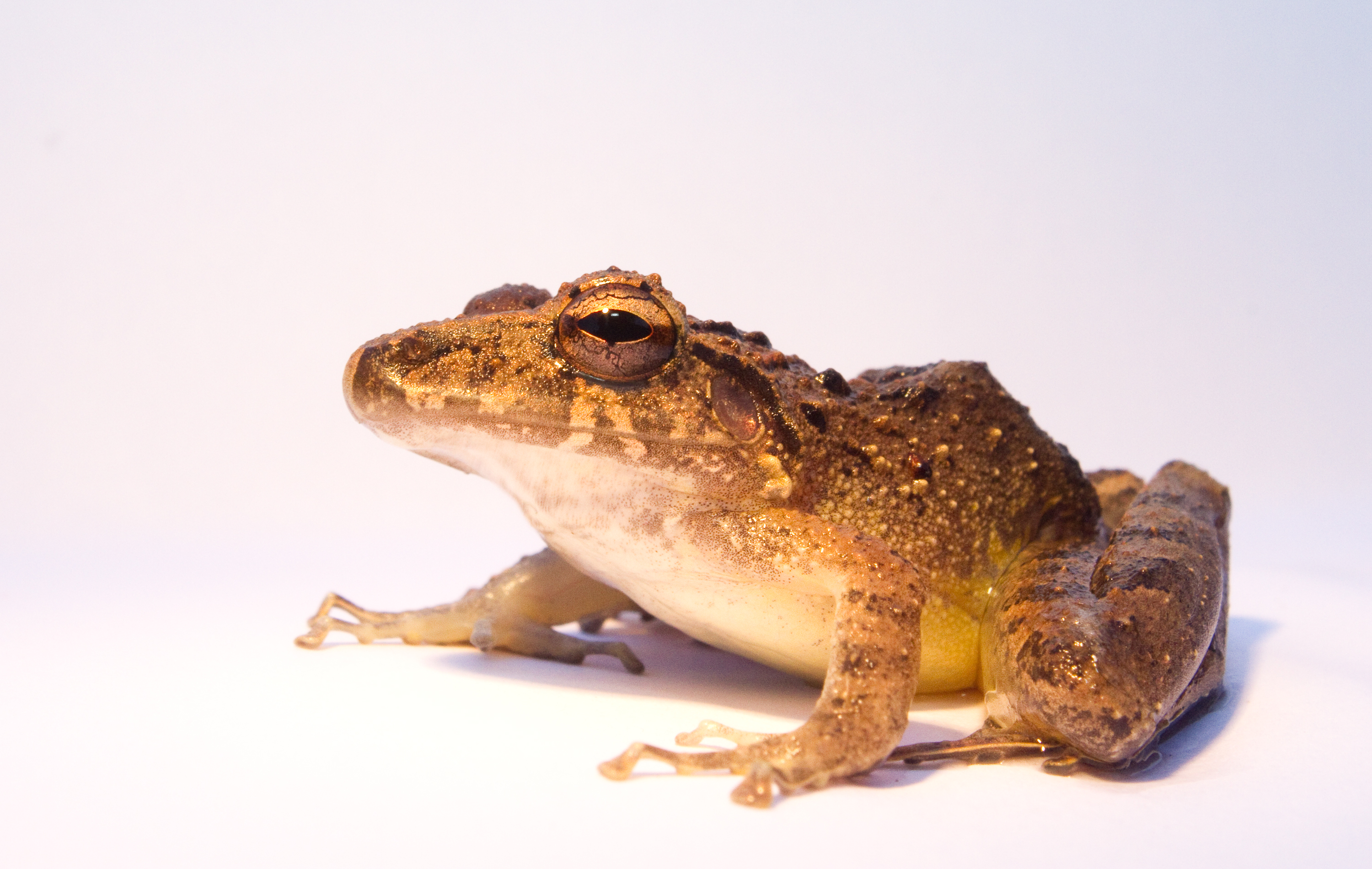 Craugastor crassidigitus