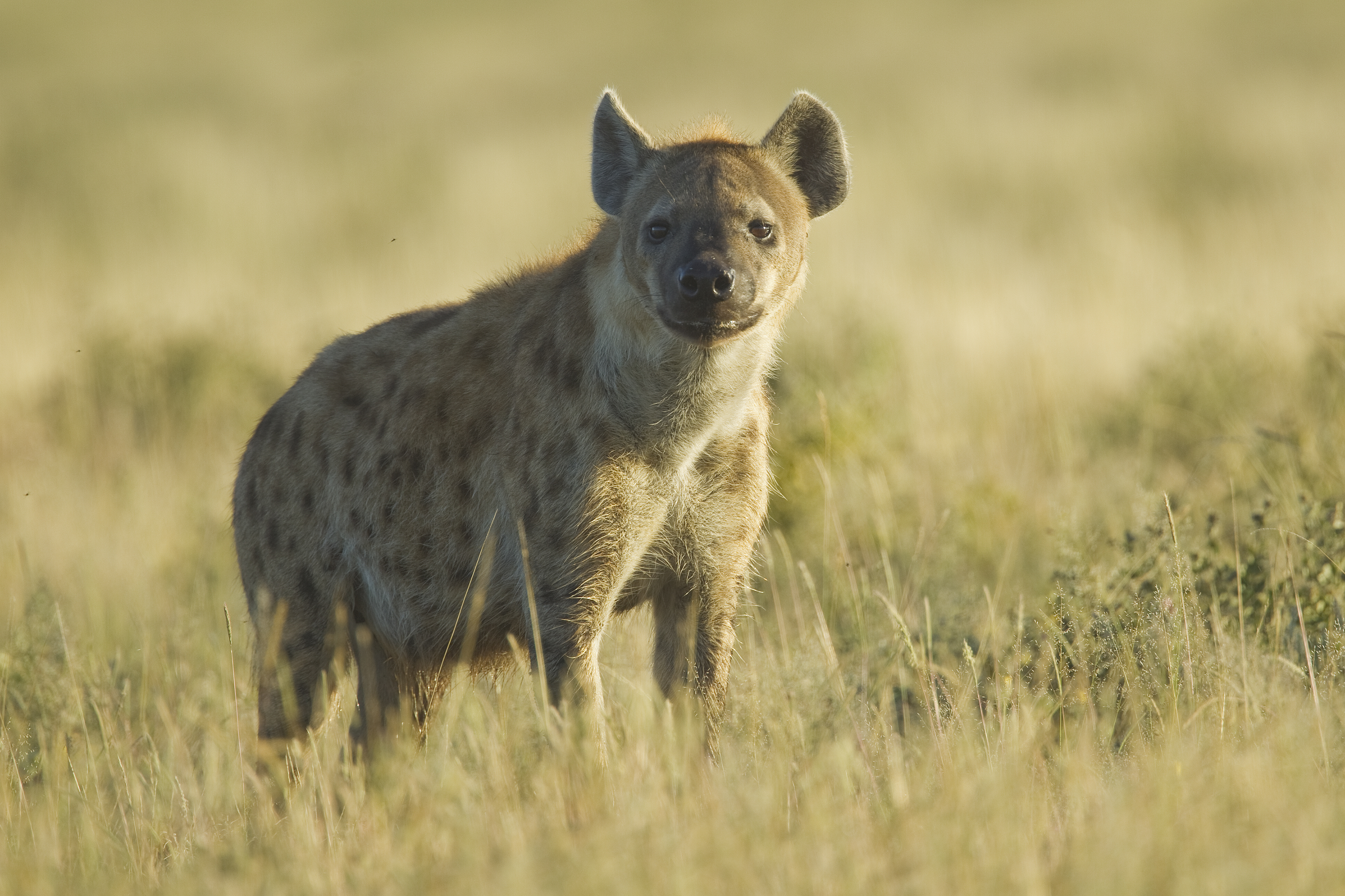 Crocuta crocuta (Etosha, 2011)