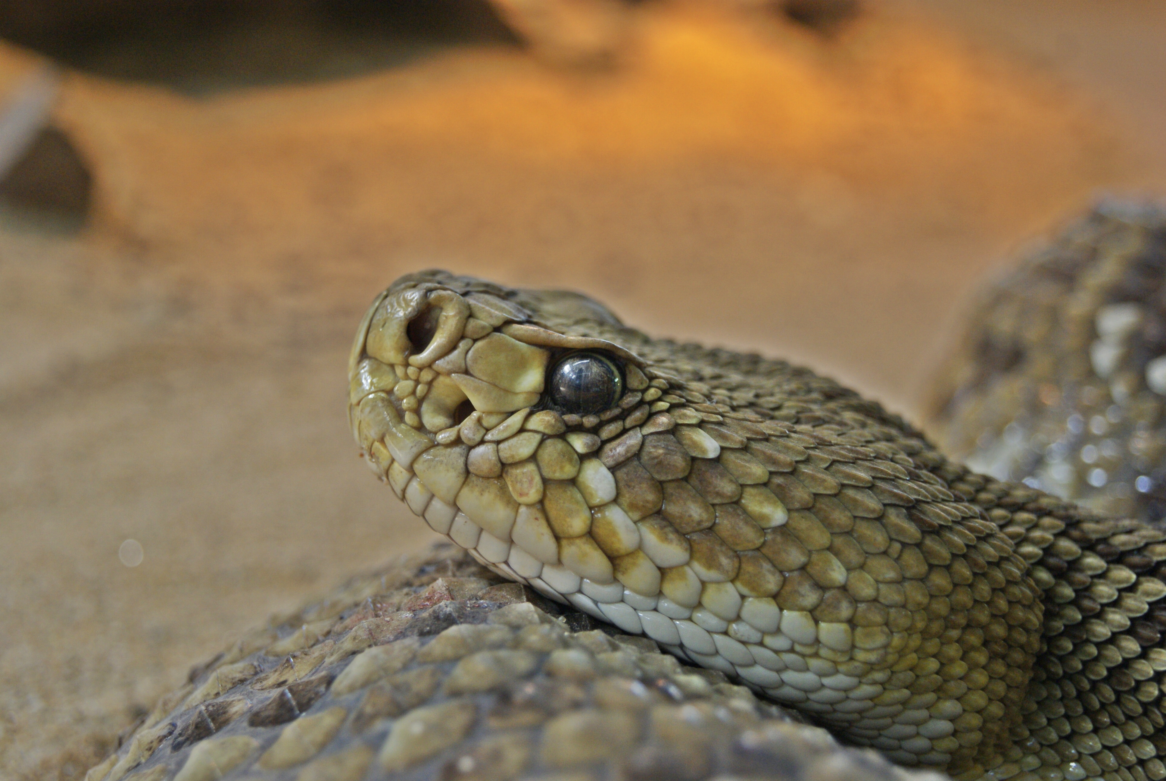 Crotalus basiliscus 4793