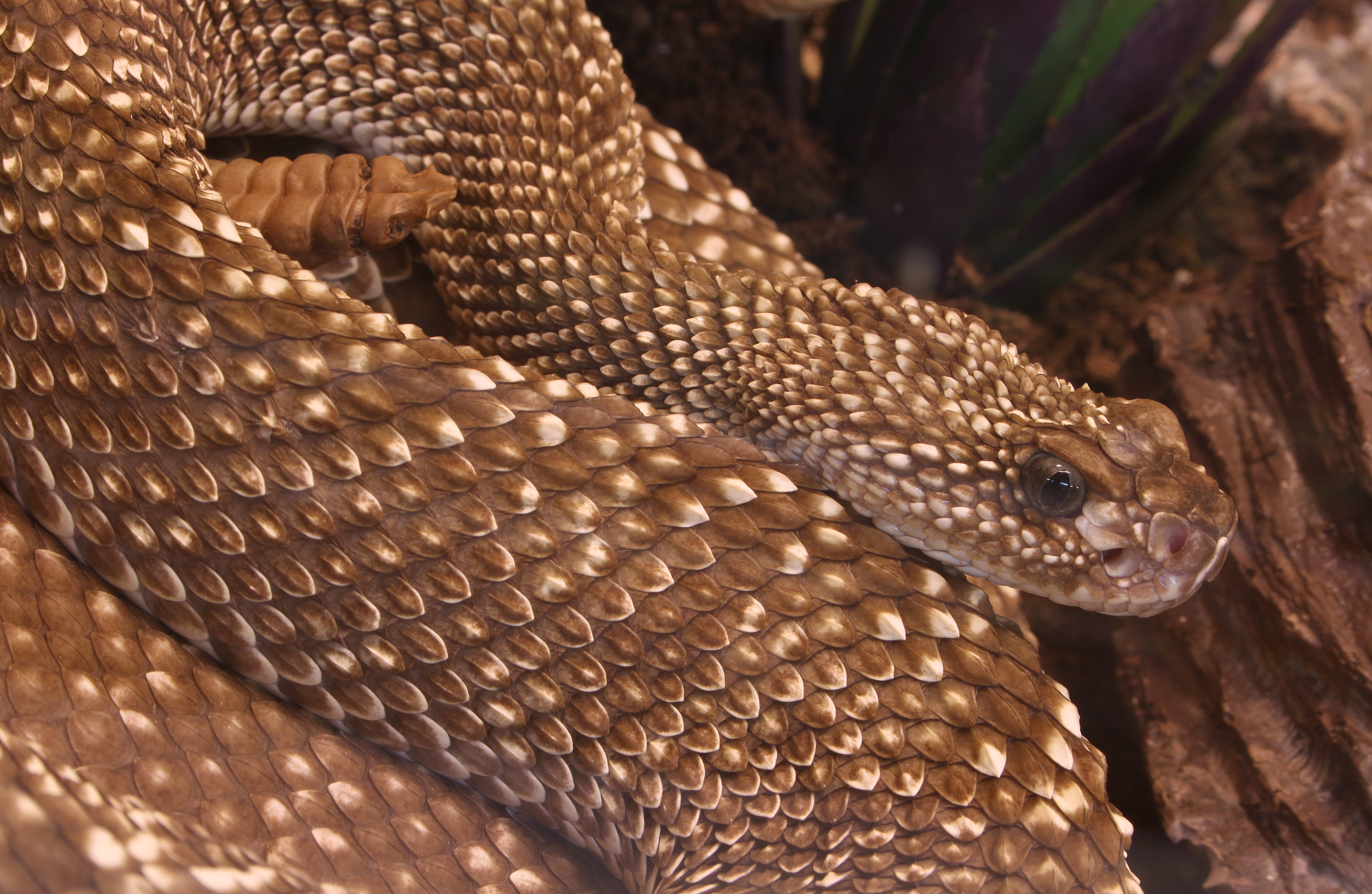 Crotalus durissus vegrandis uracoan klapperschlange