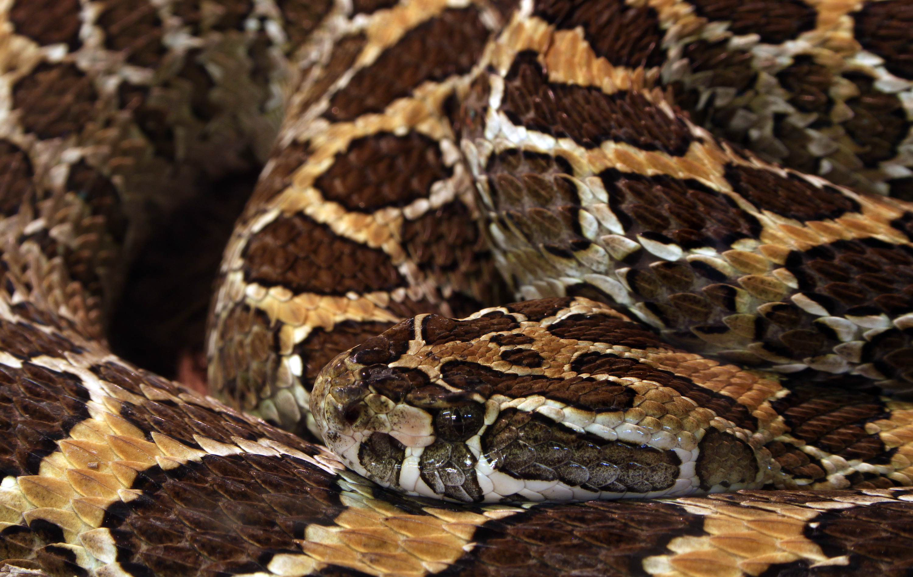 Crotalus polystictus Mexikanische Lanzenkopf-Klapperschlange