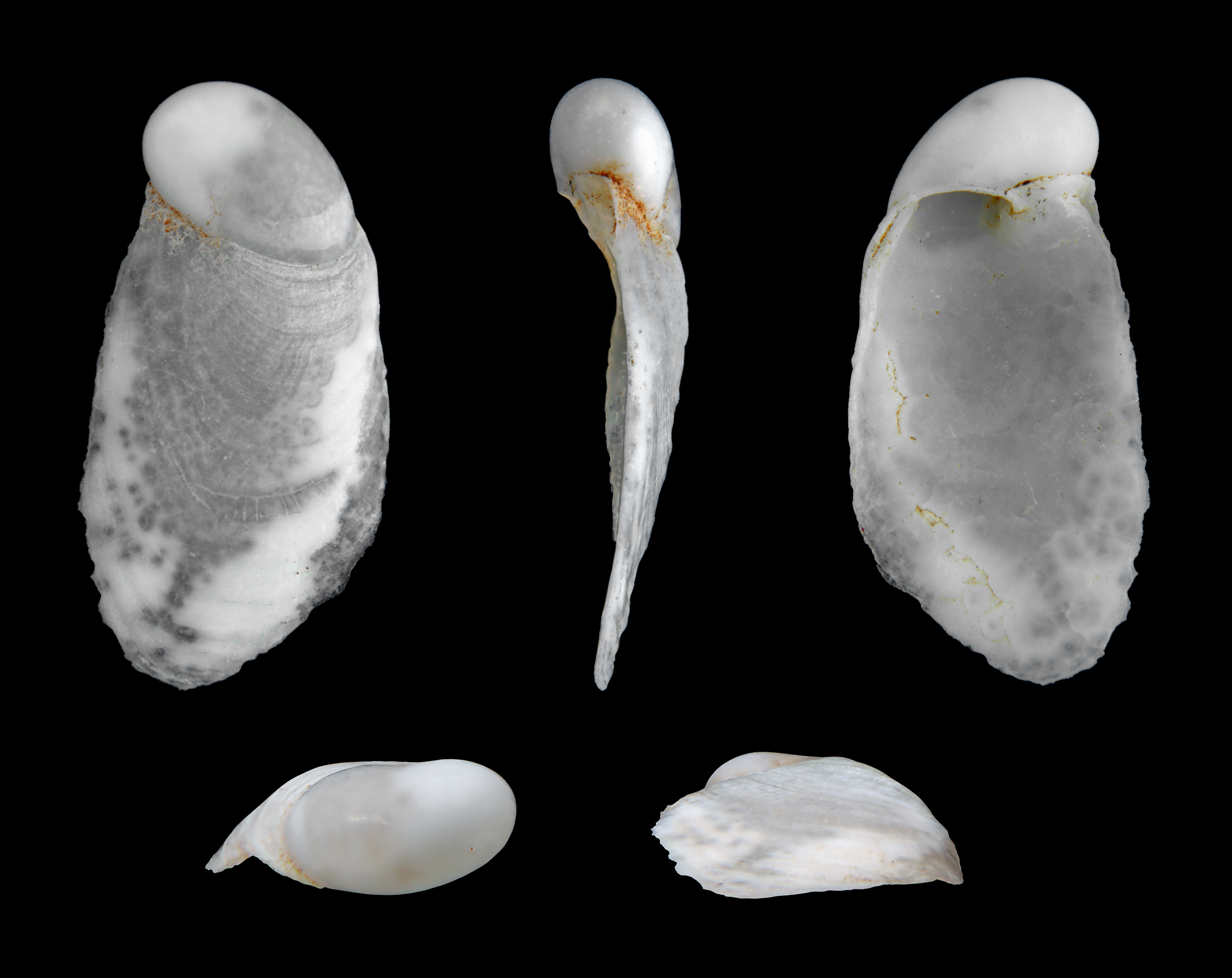 Cryptella canariensis 01