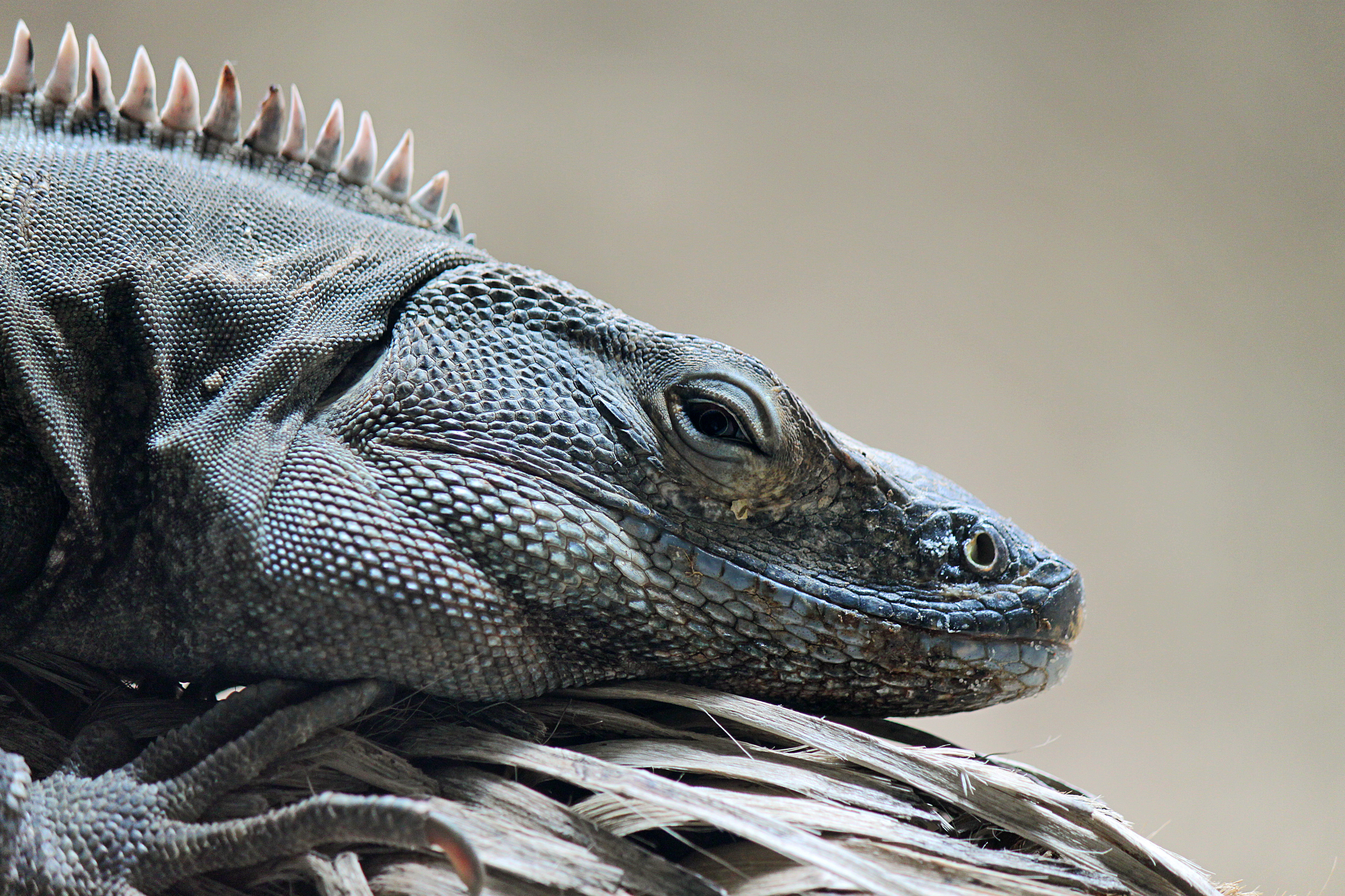 Ctenosaura similis 01