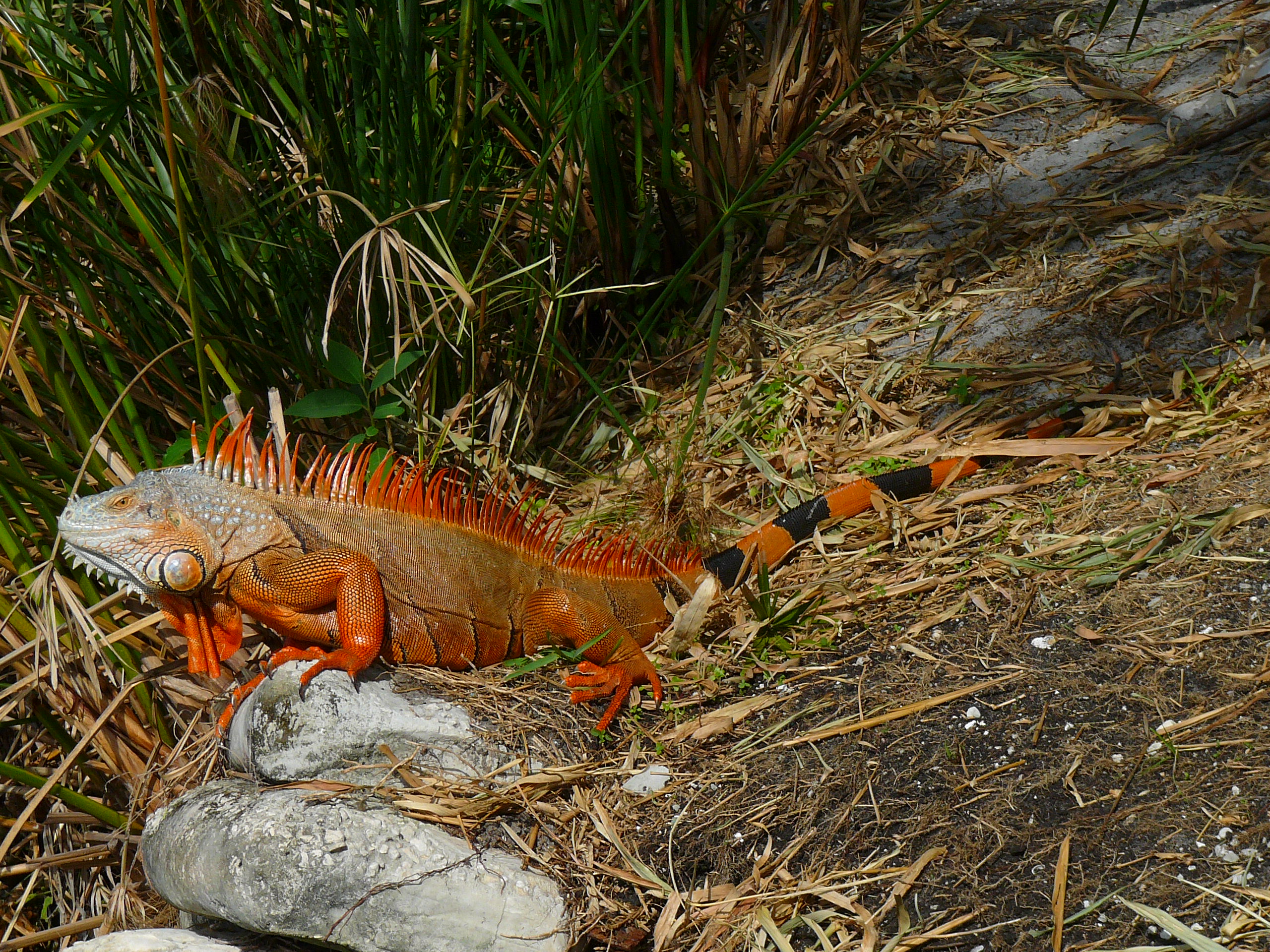 Cuban Iguana full