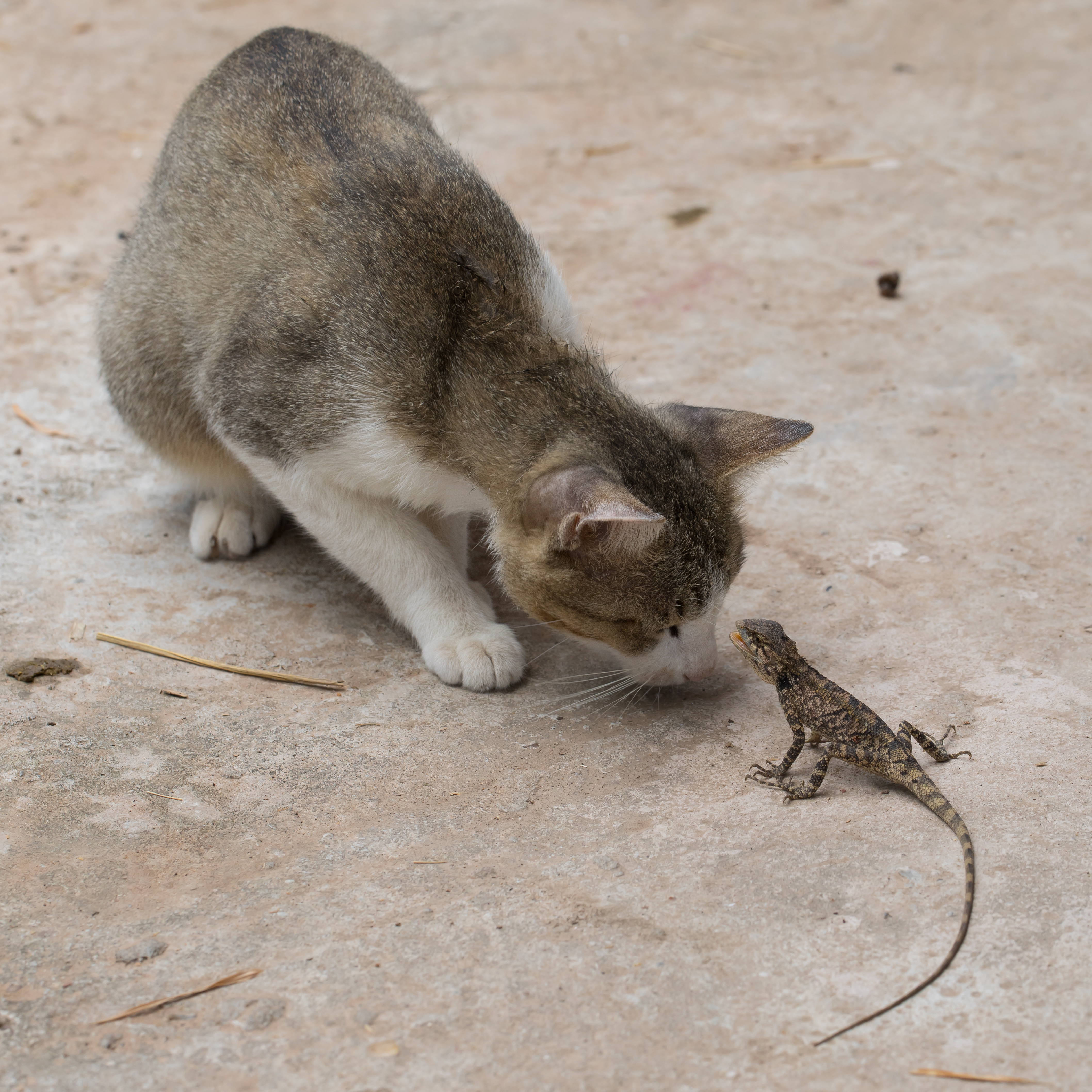 Curious cat starring at a lizard (2)