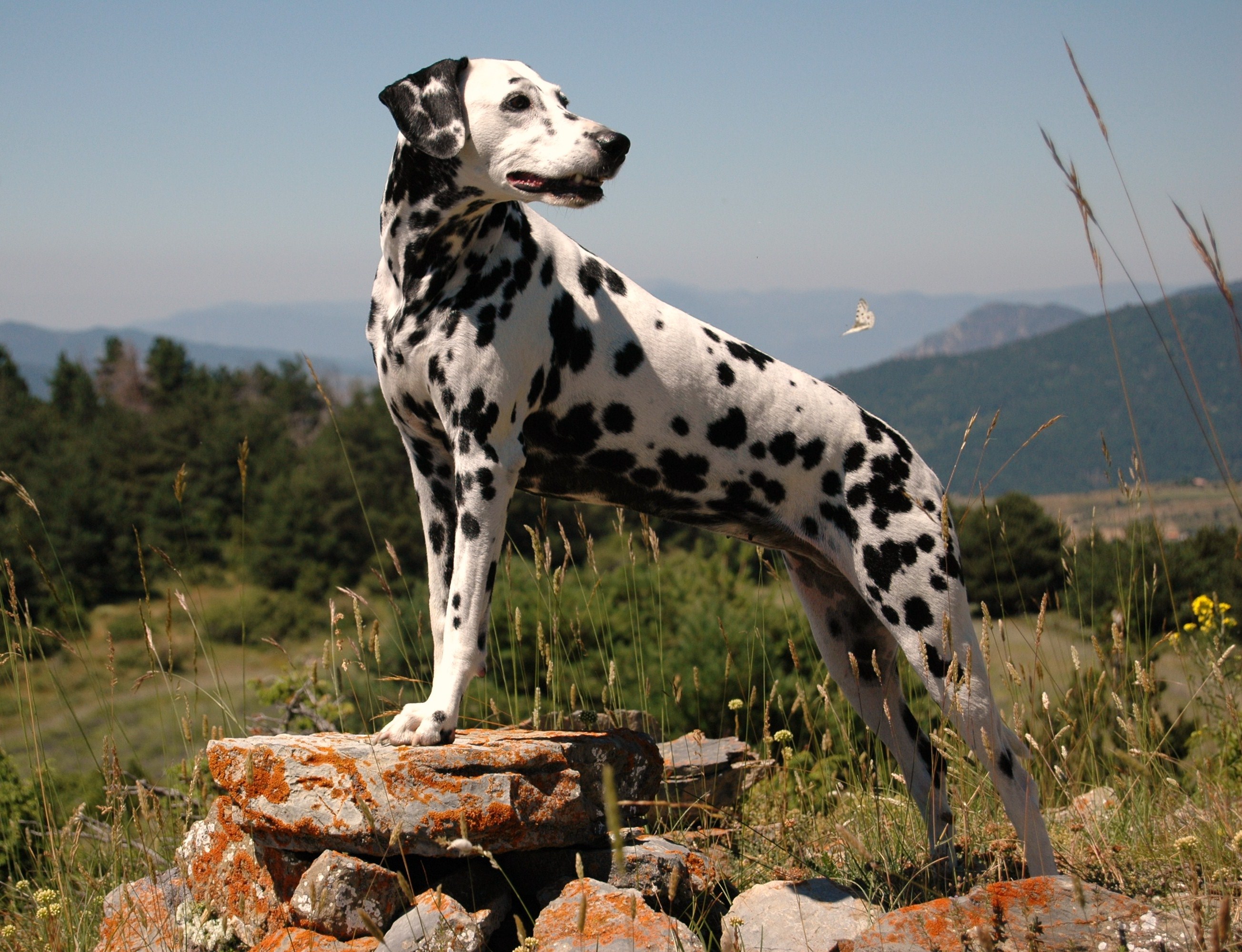 Curra la dàlmata en els Pirineus (2010)