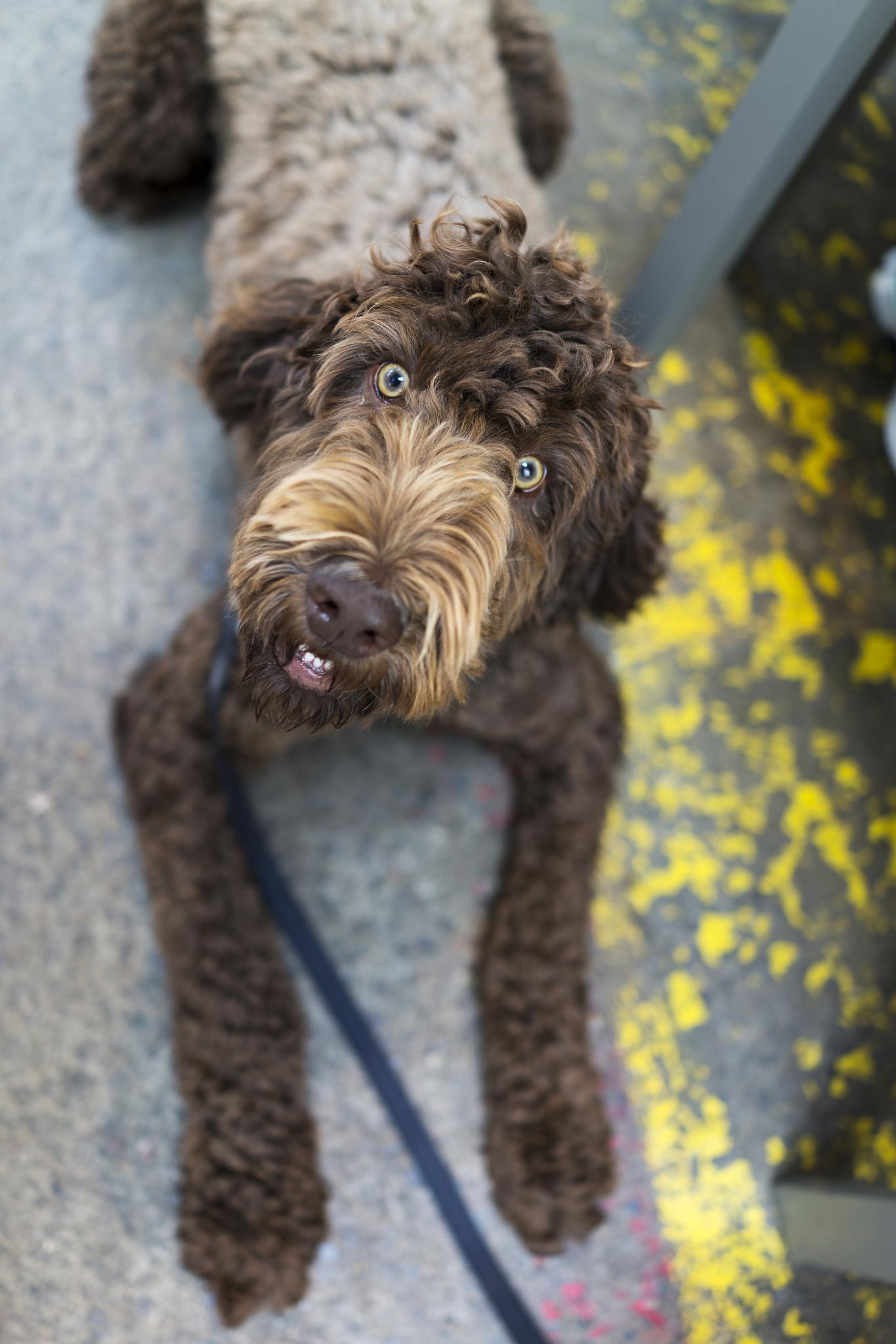 Cute dog! (14697274470)