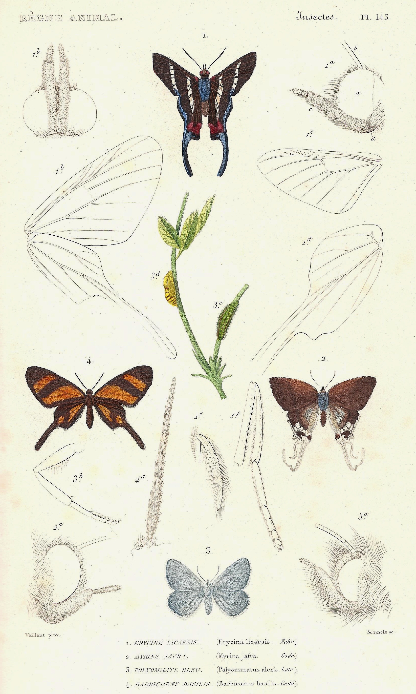 Cuvier-143-Erycina-Barbicornis-Myrina-Polyommatus