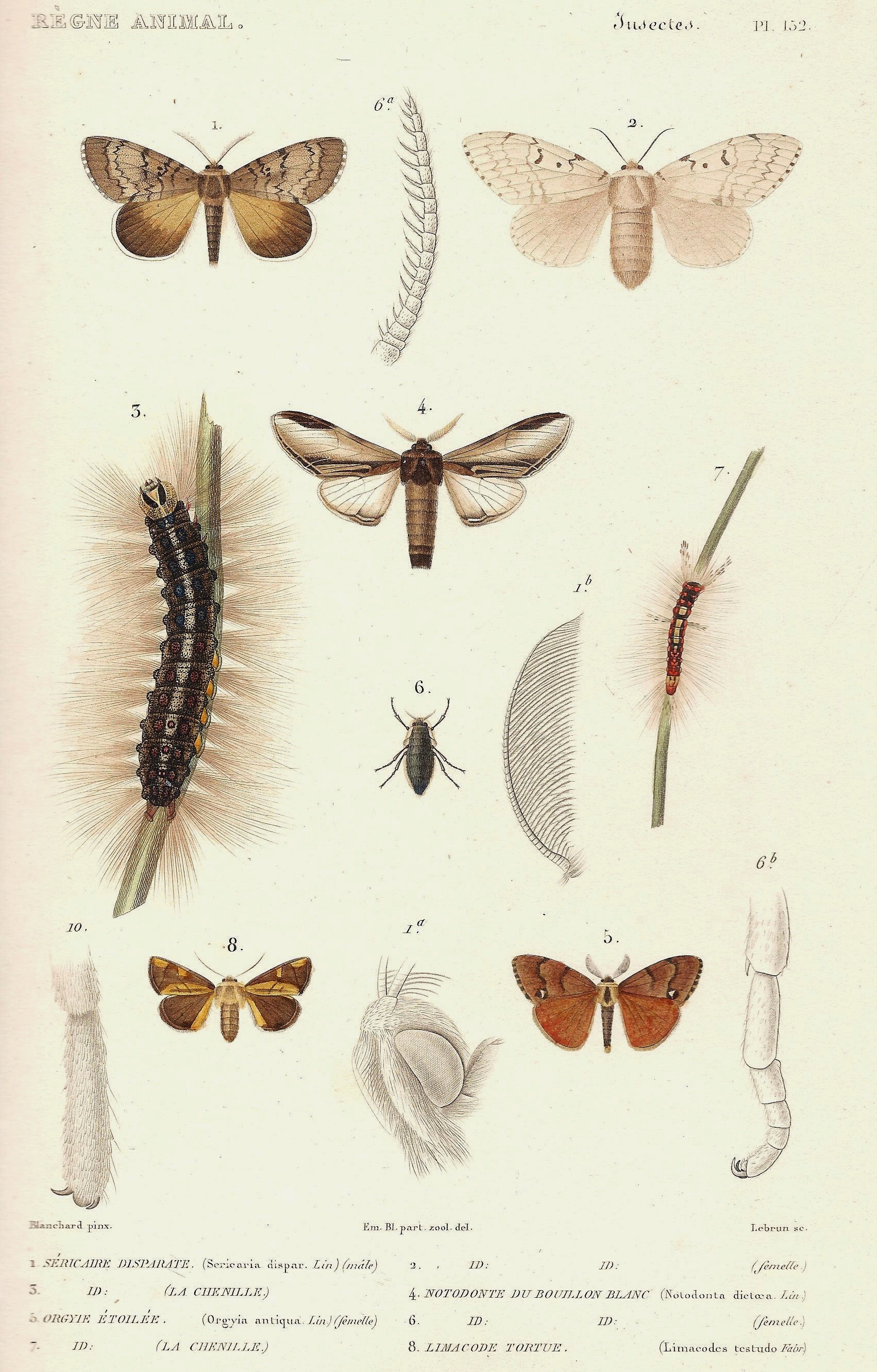 Cuvier-152-séricaire-Notodonte-Limacode-Orgyie