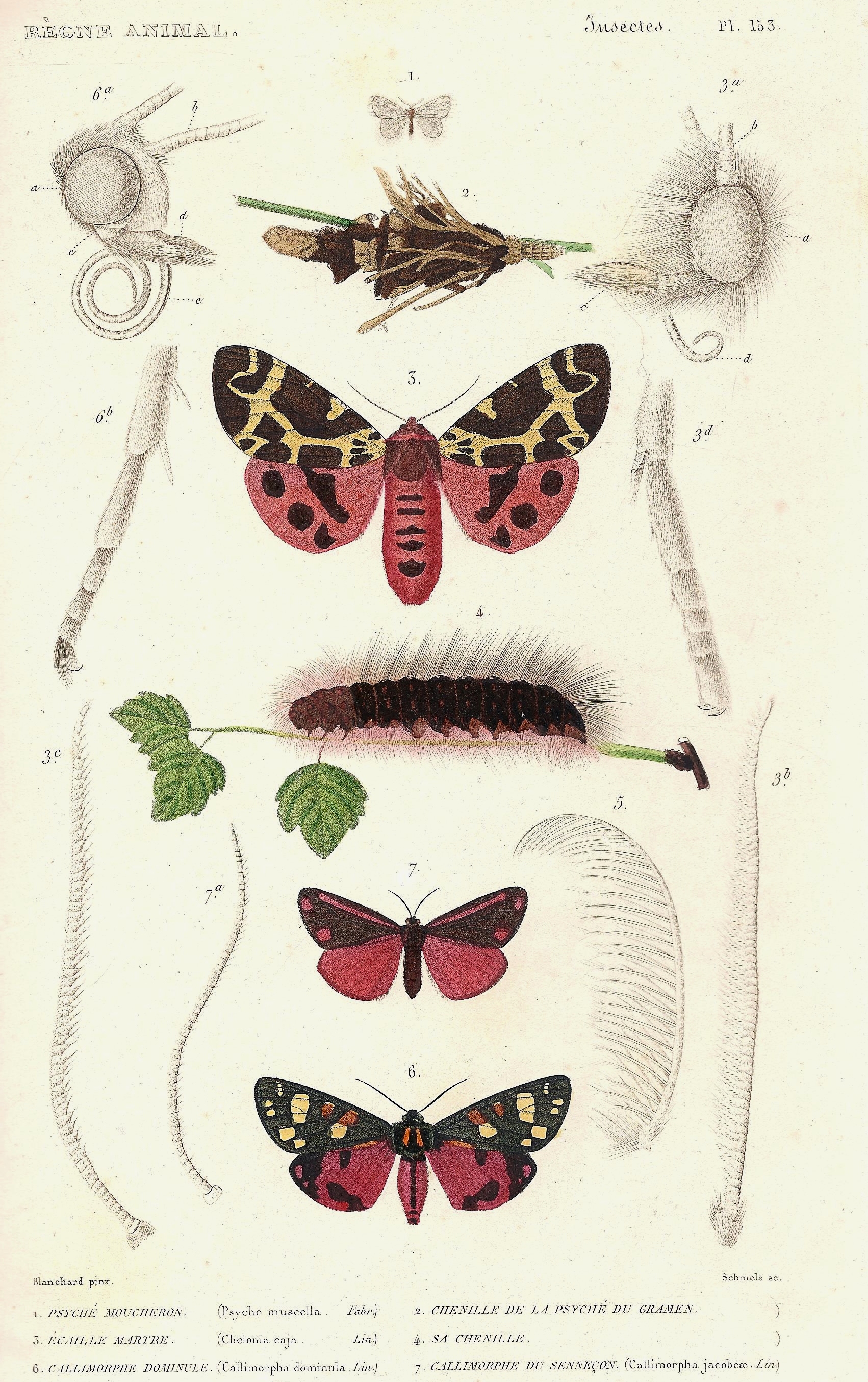 Cuvier-153-Ecaille-callimorphe