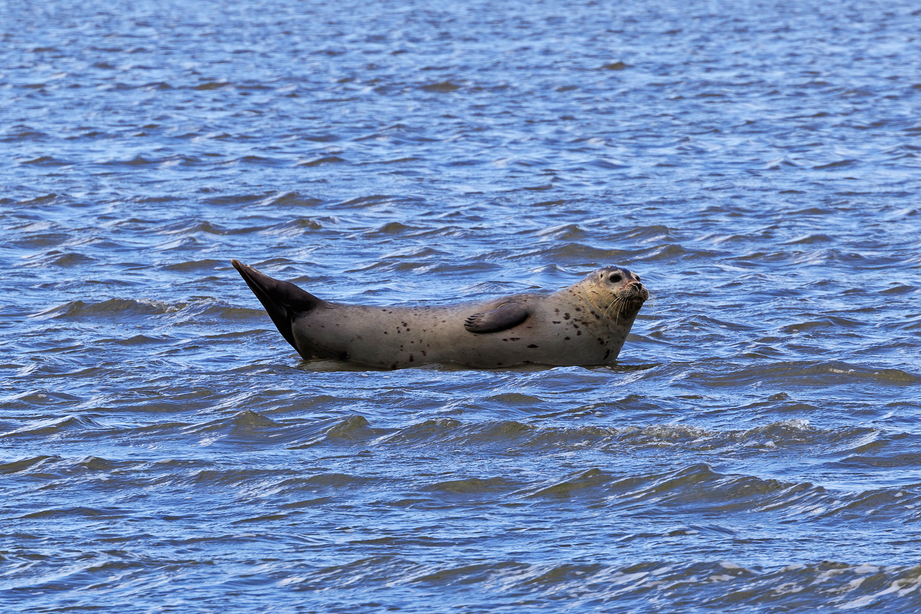 Cuxhaven 07-2016 photo31 Outer Elbe
