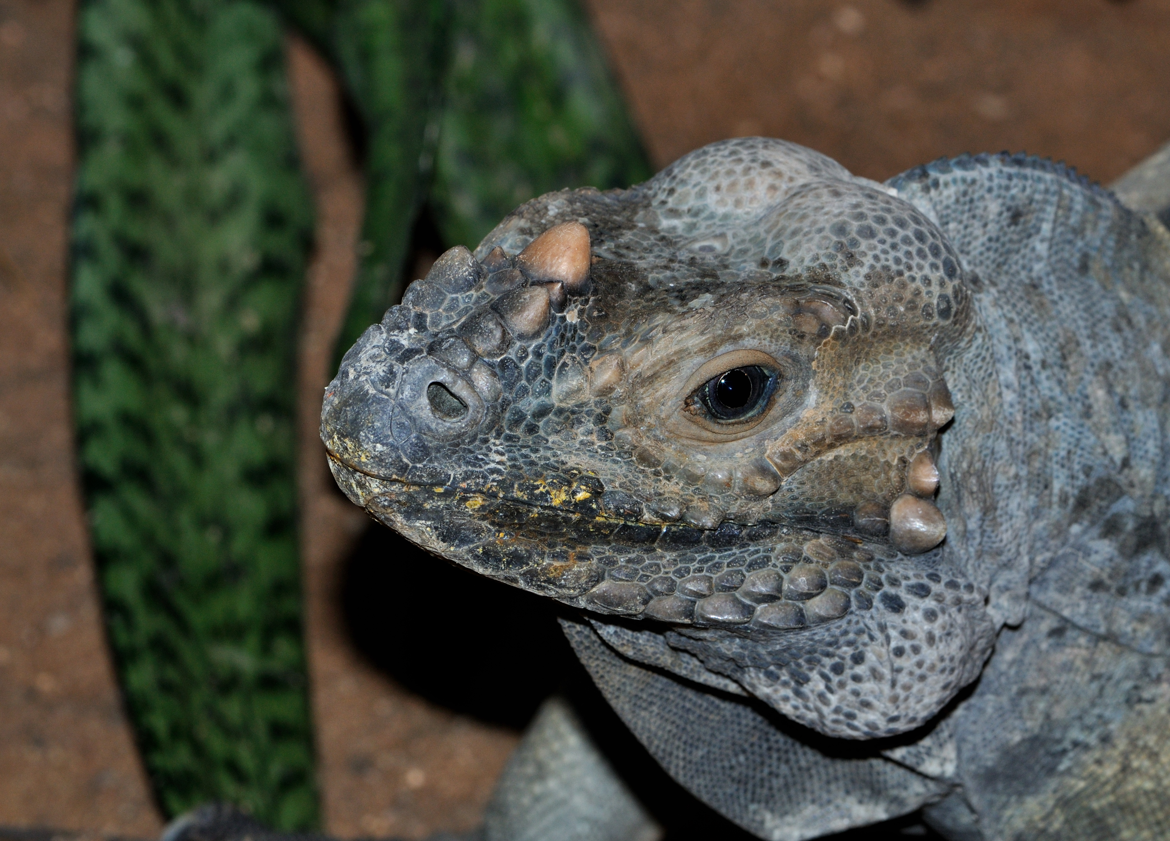 Cyclura cornuta qtl1