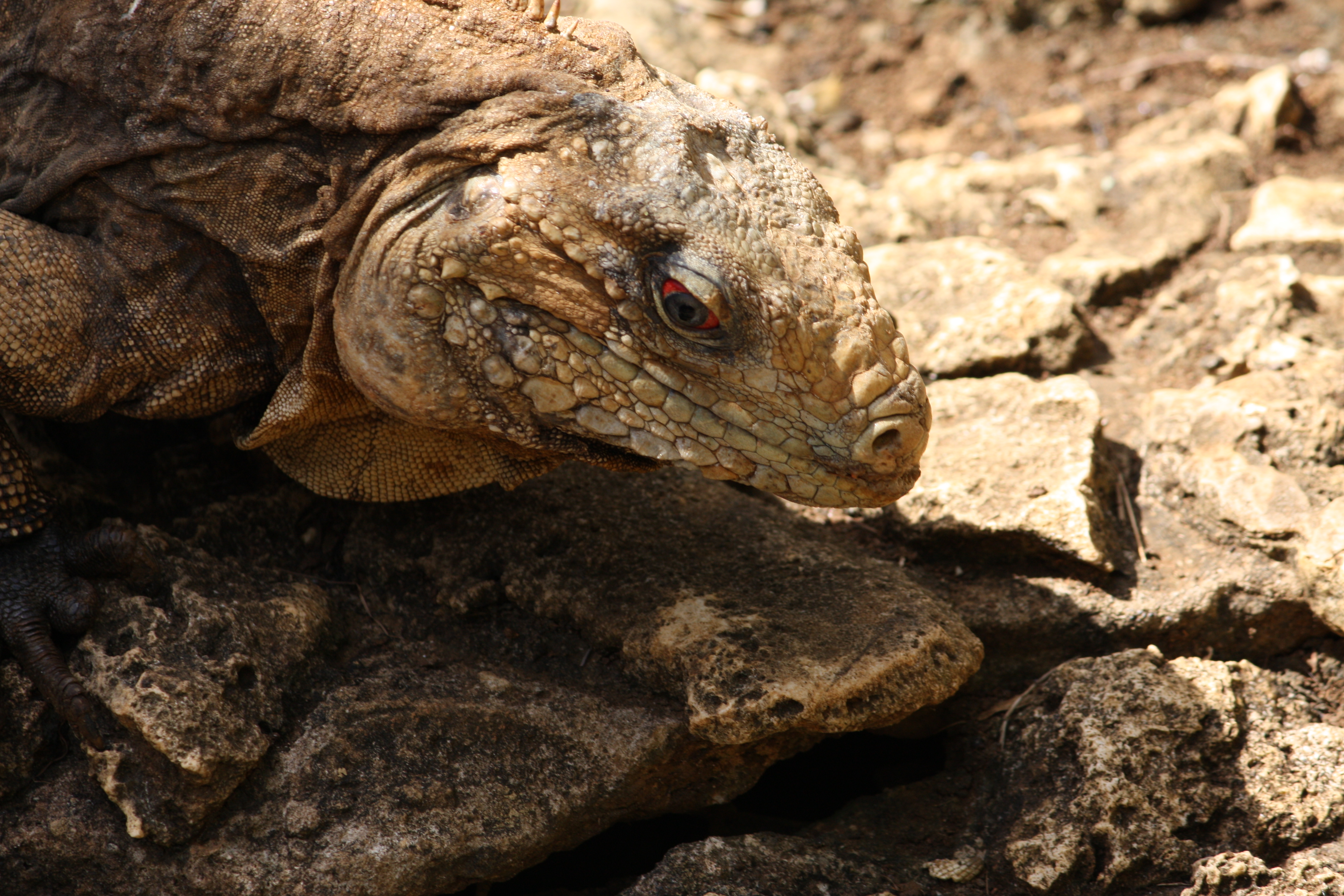 Cyclura nubila in Barbados Wildlife Reserve 09