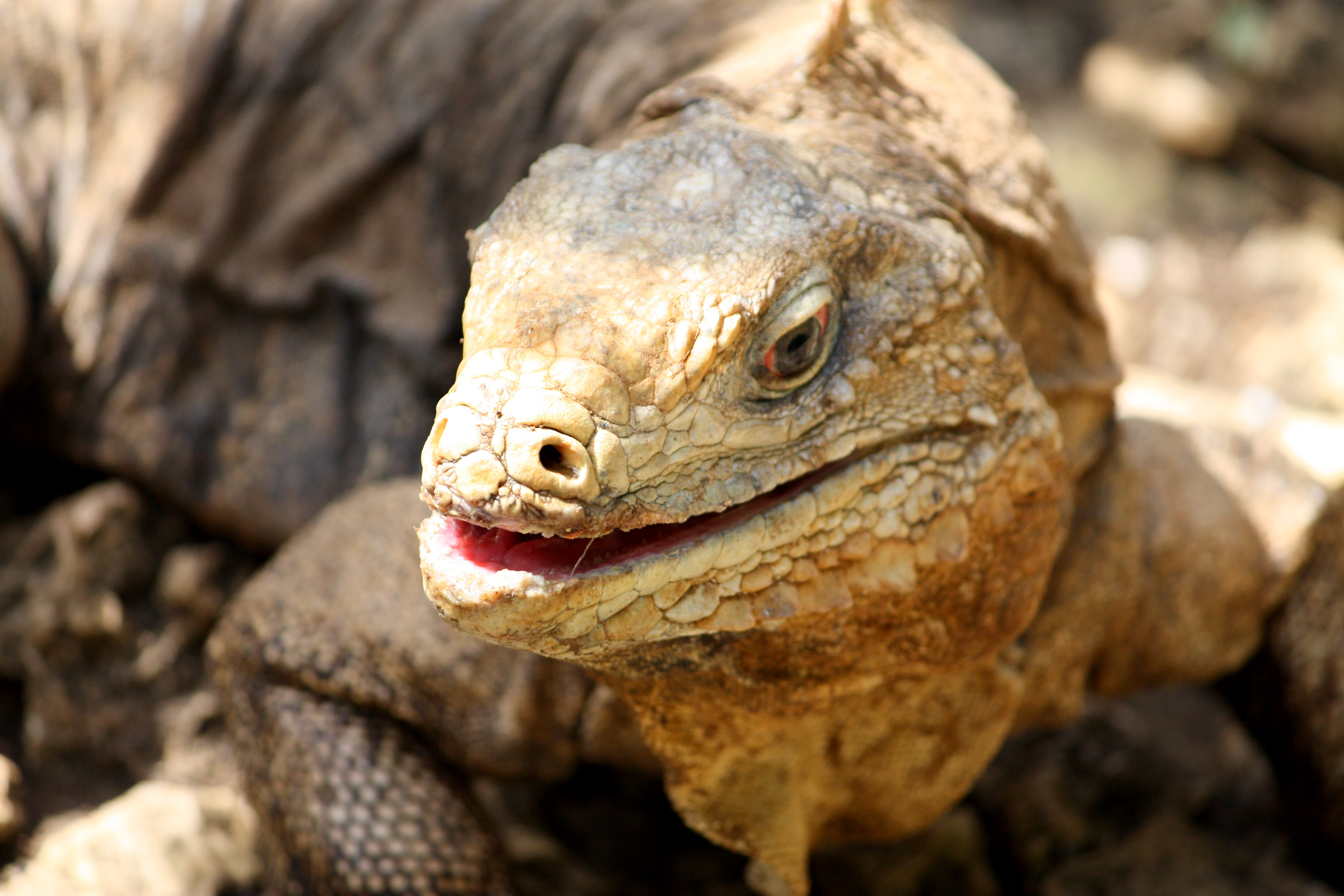 Cyclura nubila in Barbados Wildlife Reserve 12