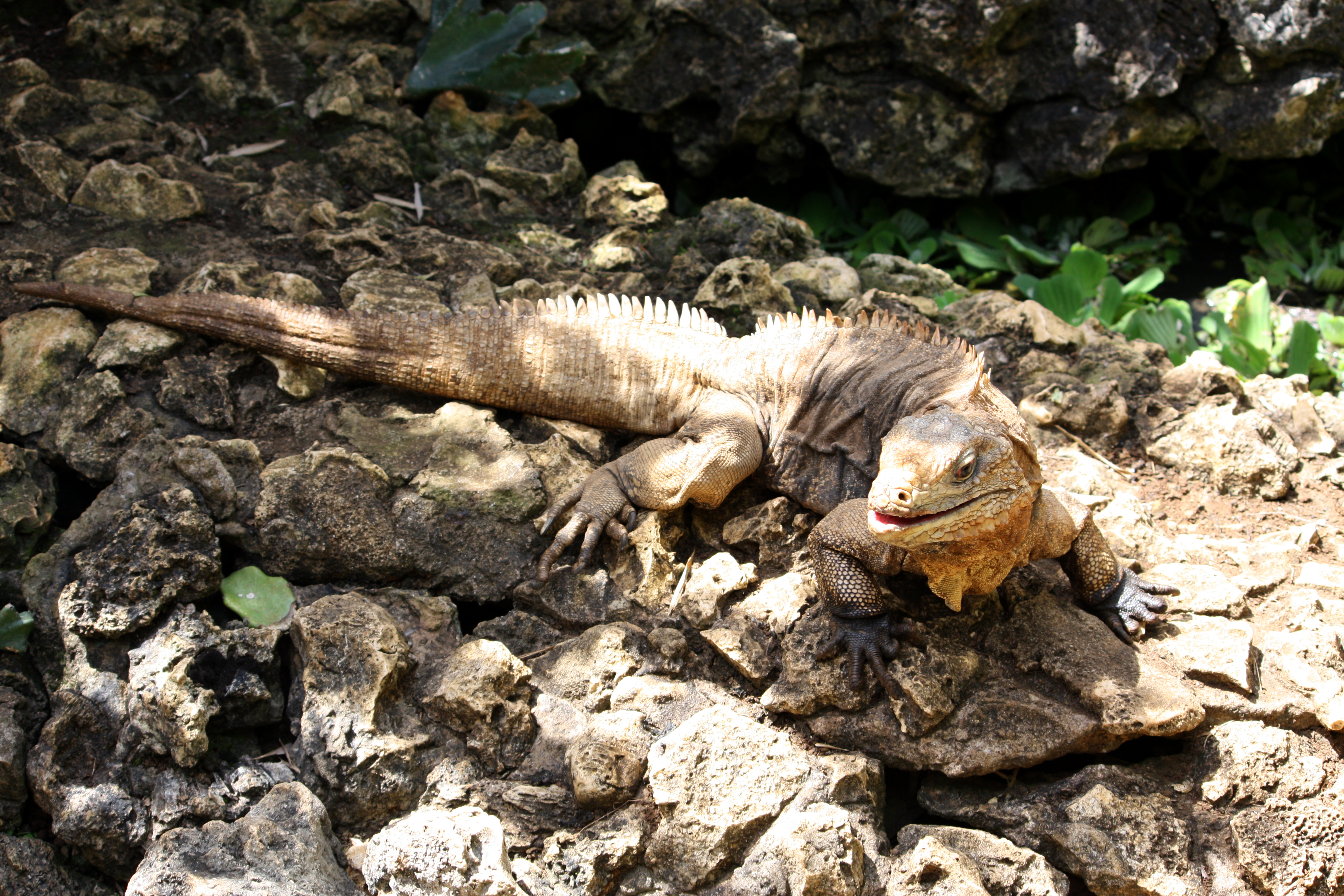 Cyclura nubila in Barbados Wildlife Reserve 14