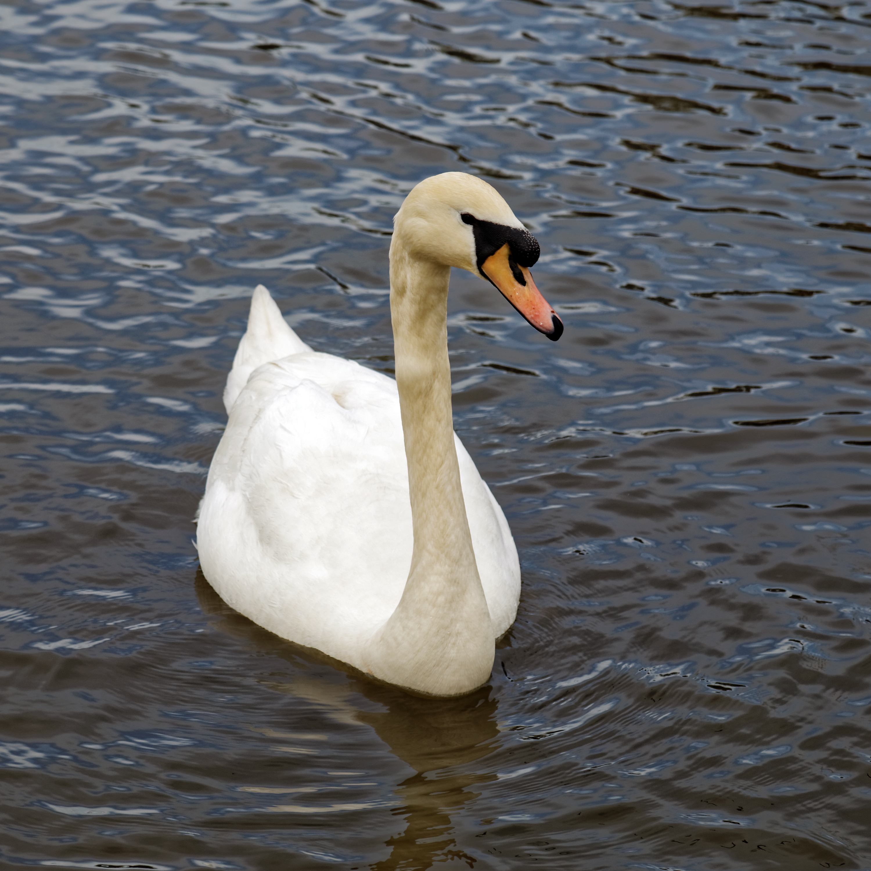 Cygnus olor at Lordship Recreation Ground Haringey London England - mute swan 1