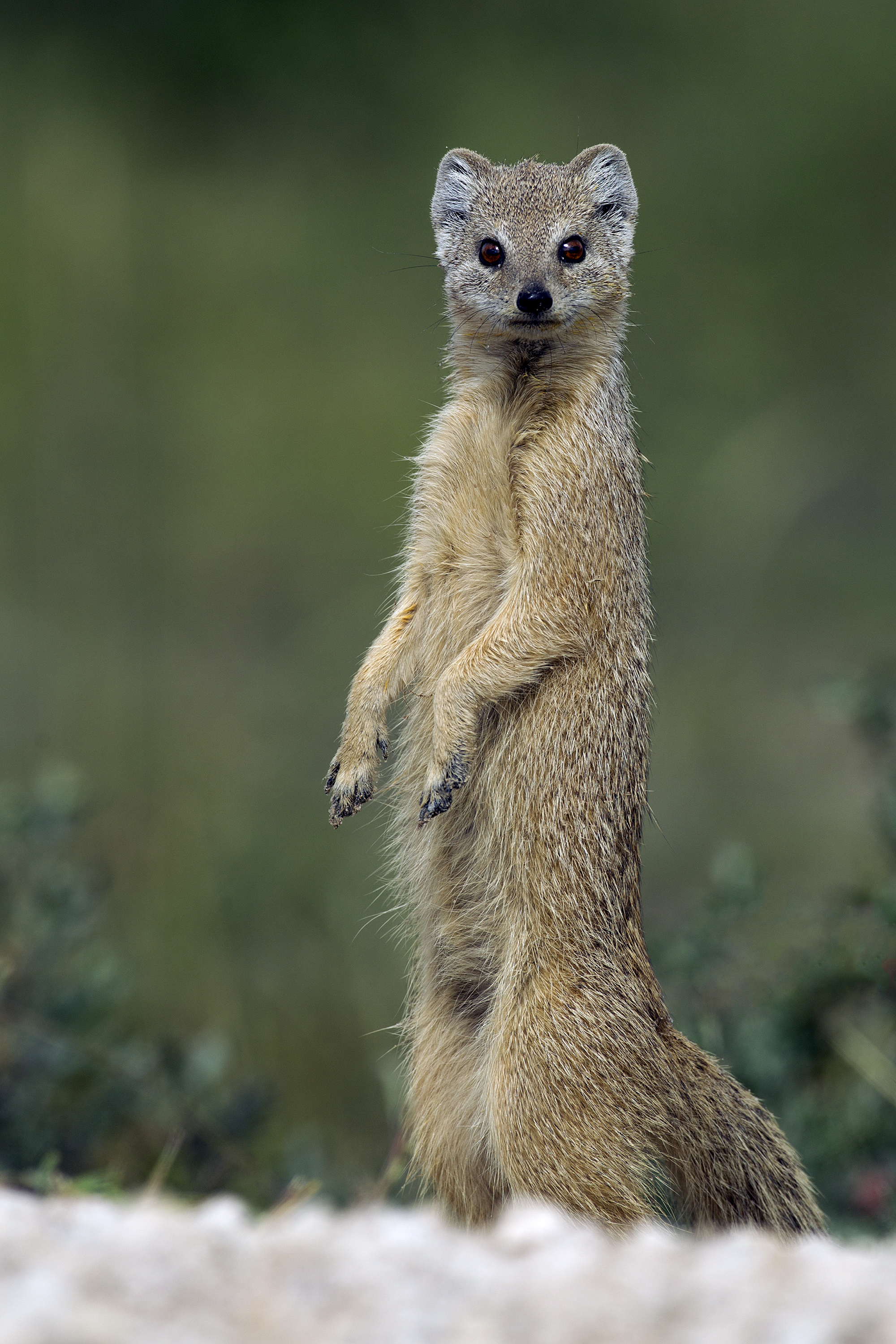 Cynictis penicillata (Etosha, 2011)
