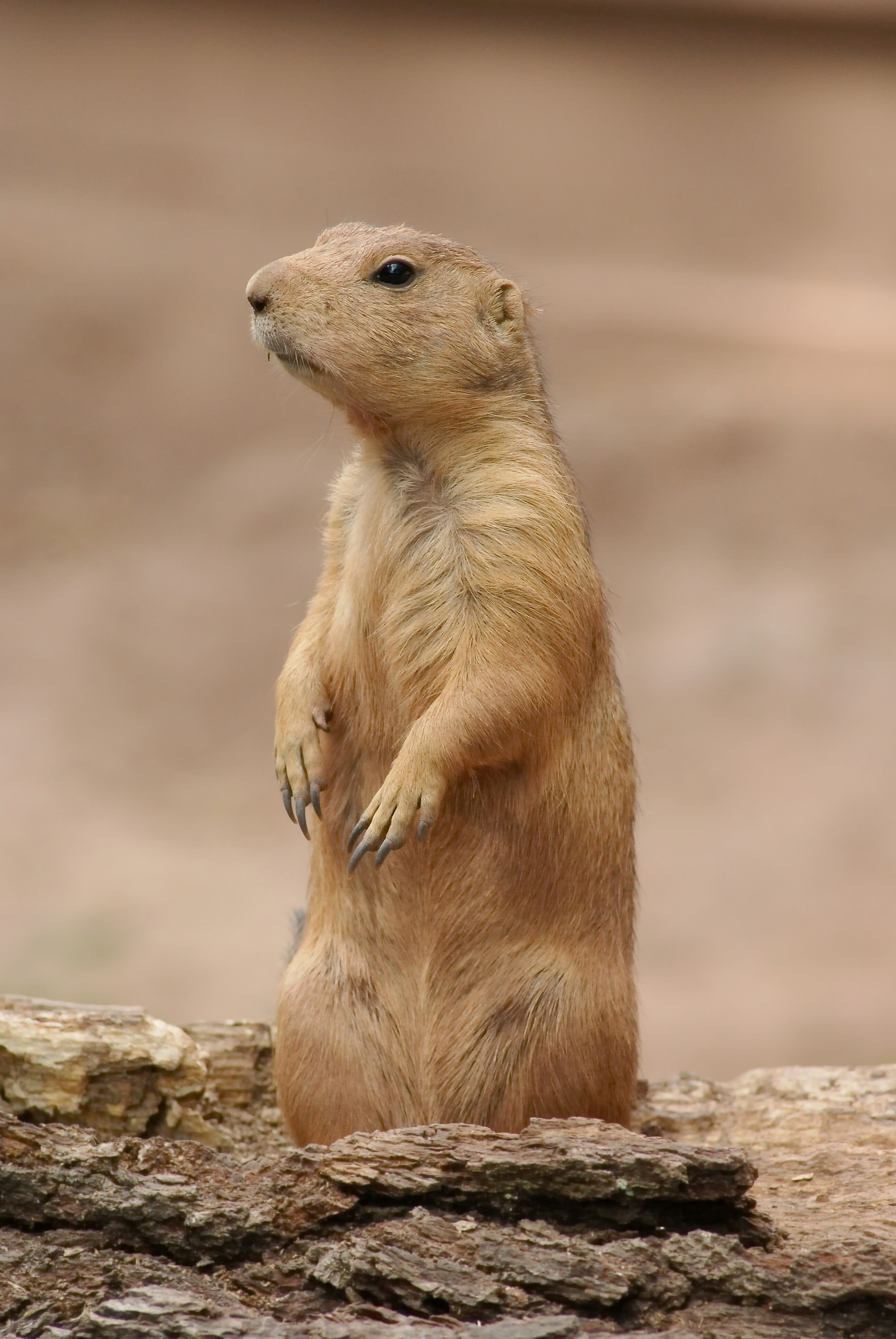 Cynomys ludovicianus01