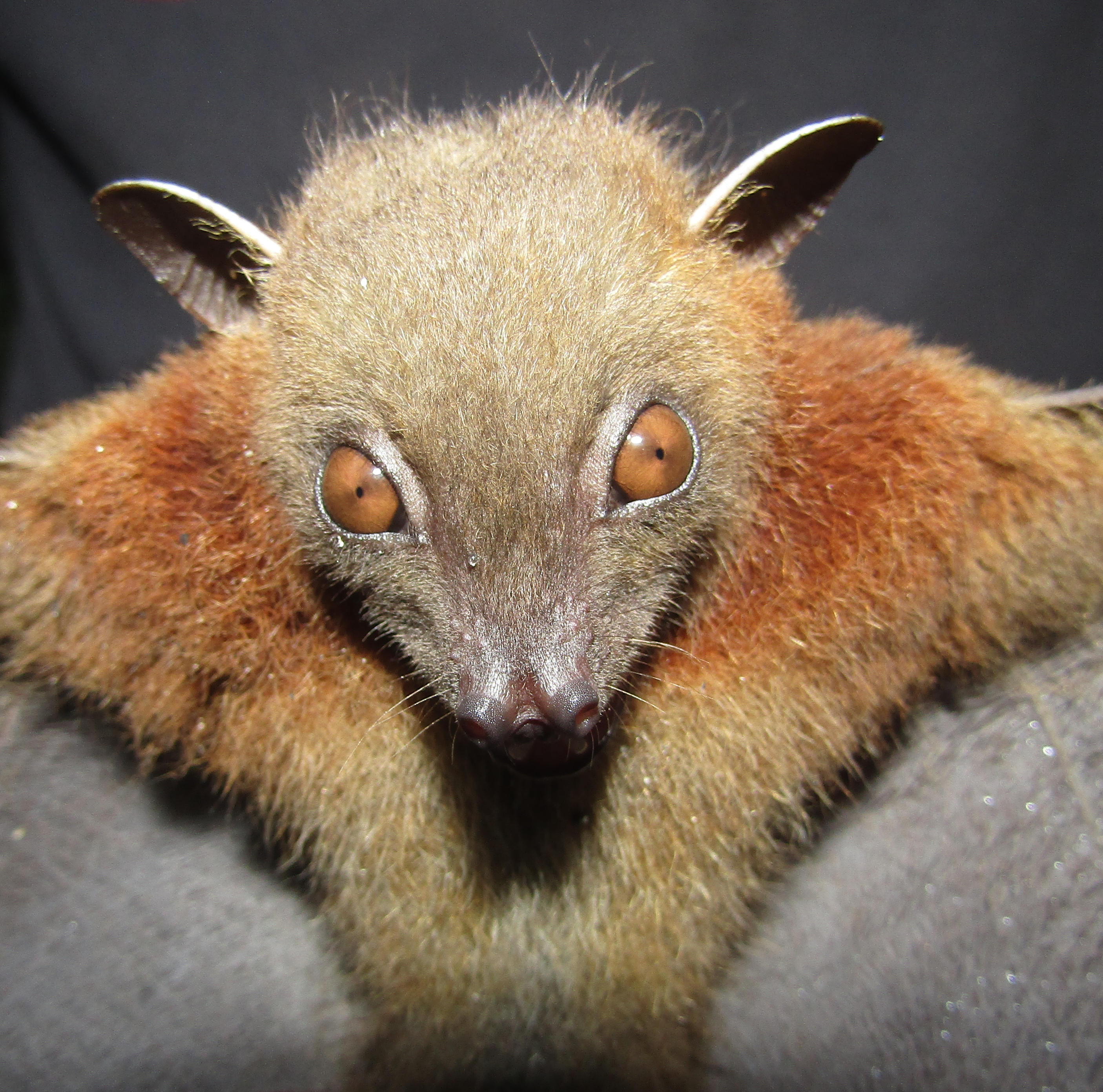 Cynopterus brachyotis - Siau Island