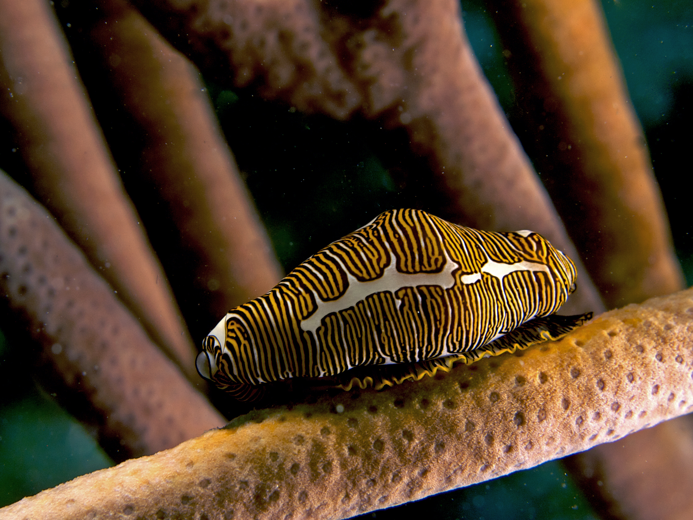 Cyphoma signatum (Fingerprint Cowry - Haiti)