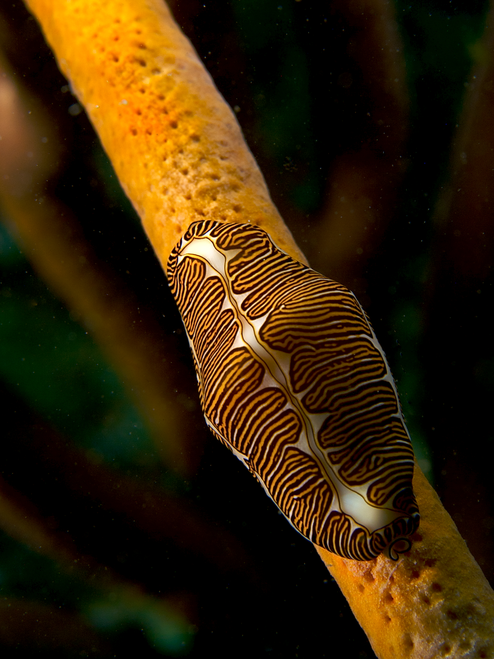 Cyphoma signatum (Fingerprint cowry)