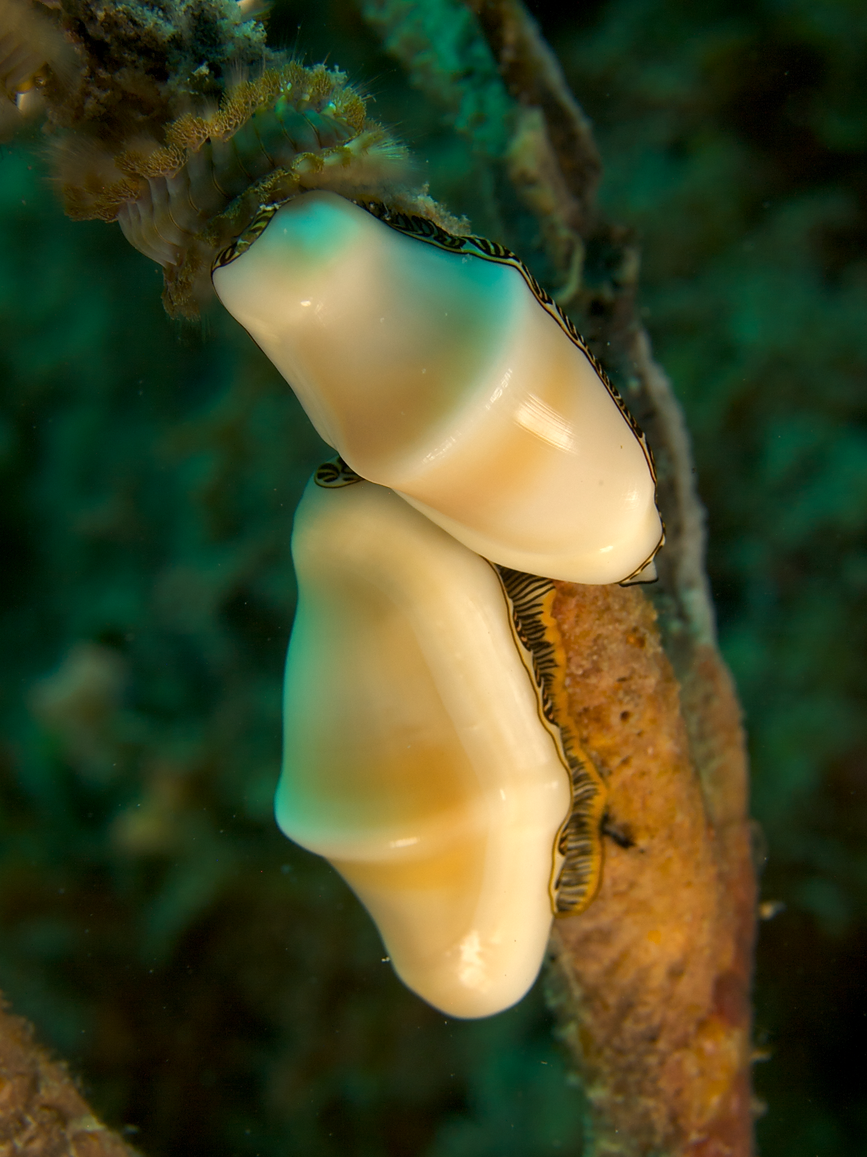 Cyphoma signatum (Fingerprint cyphoma with mantle retracted)