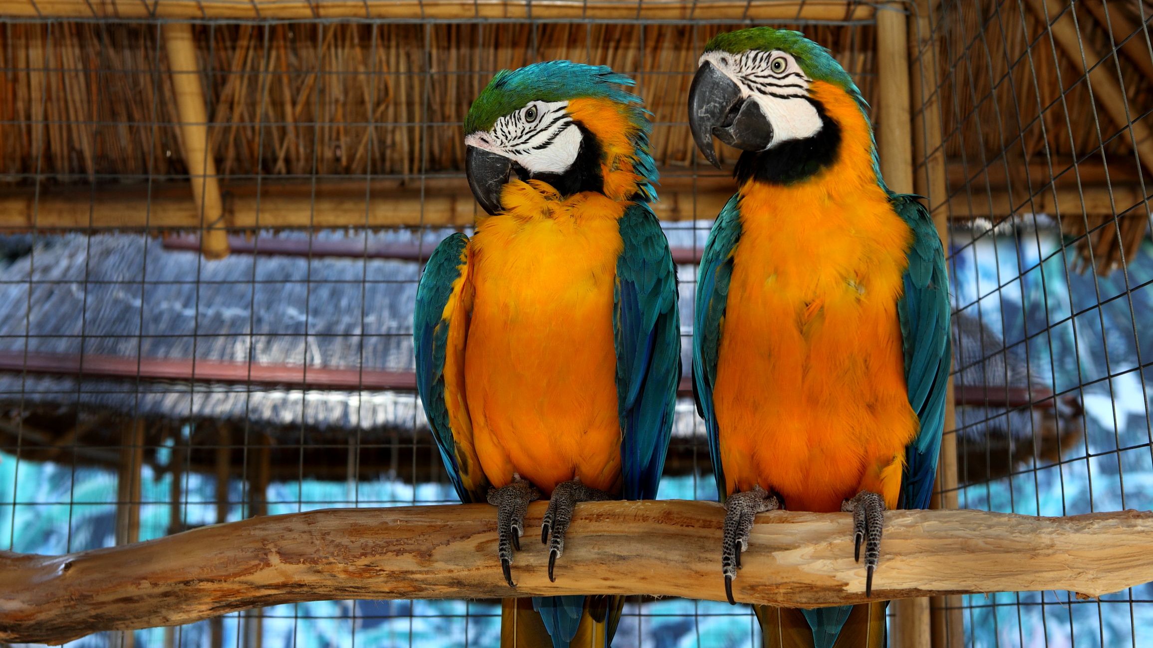 Красночные Попугаи ) тоже зоопарк Анапы. - panoramio