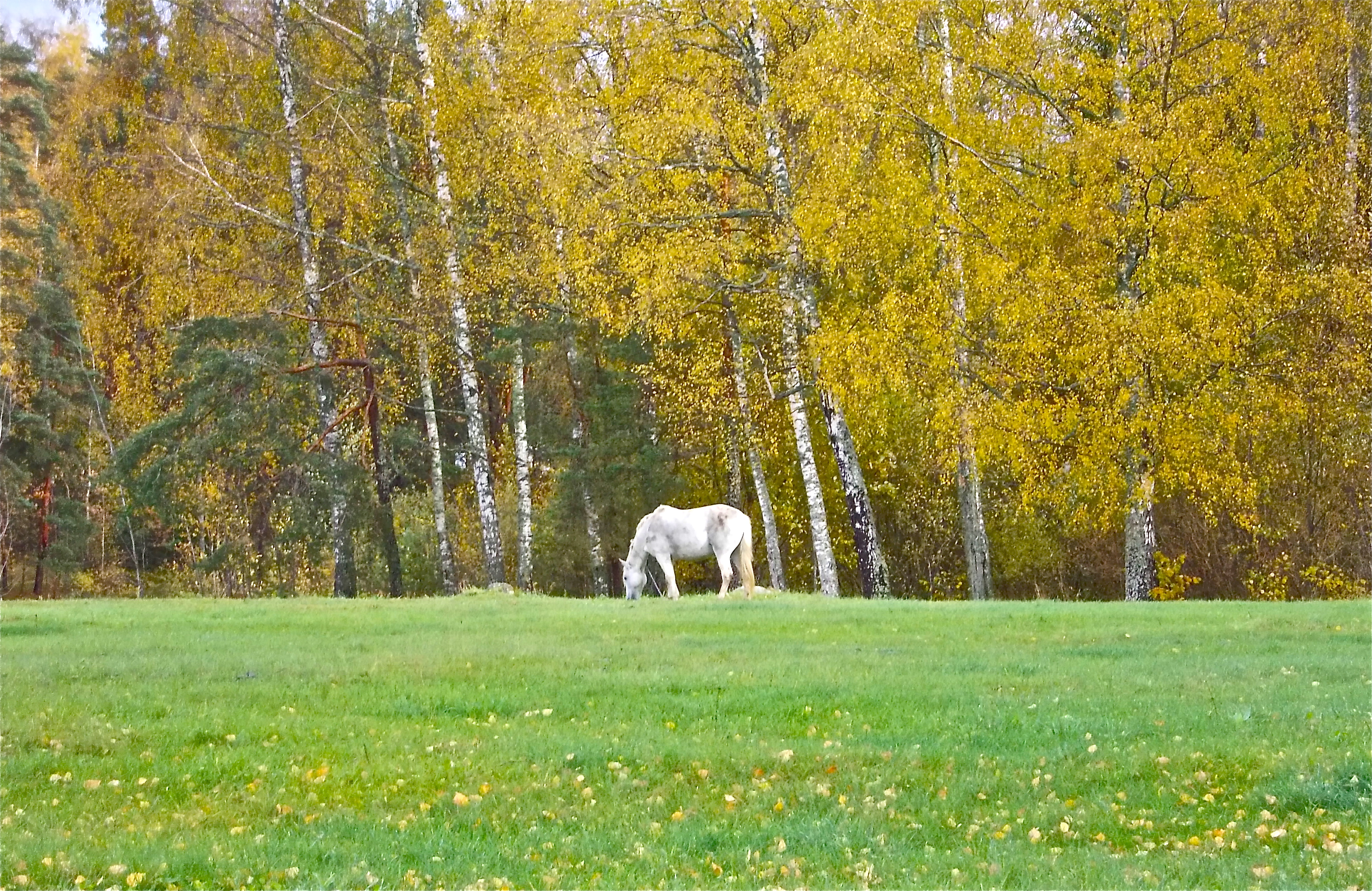 Пушкинские горы. Пейзаж с конем. Landscape with a horse. - panoramio