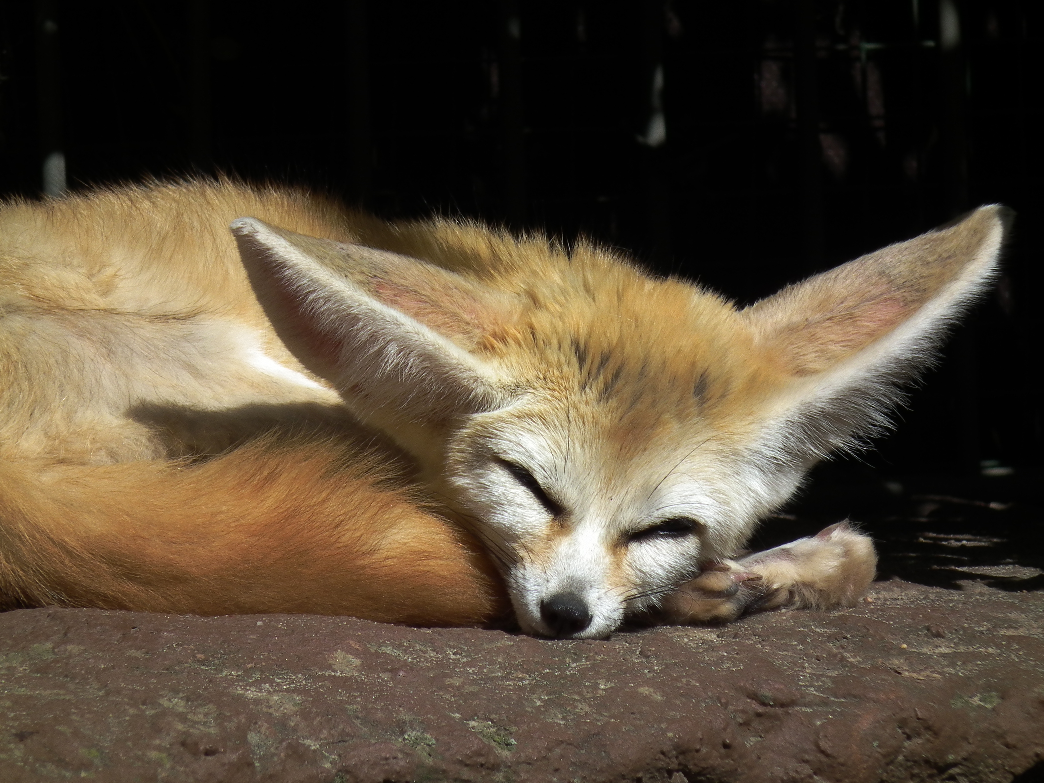 Dösender Fennek Zoo Landau
