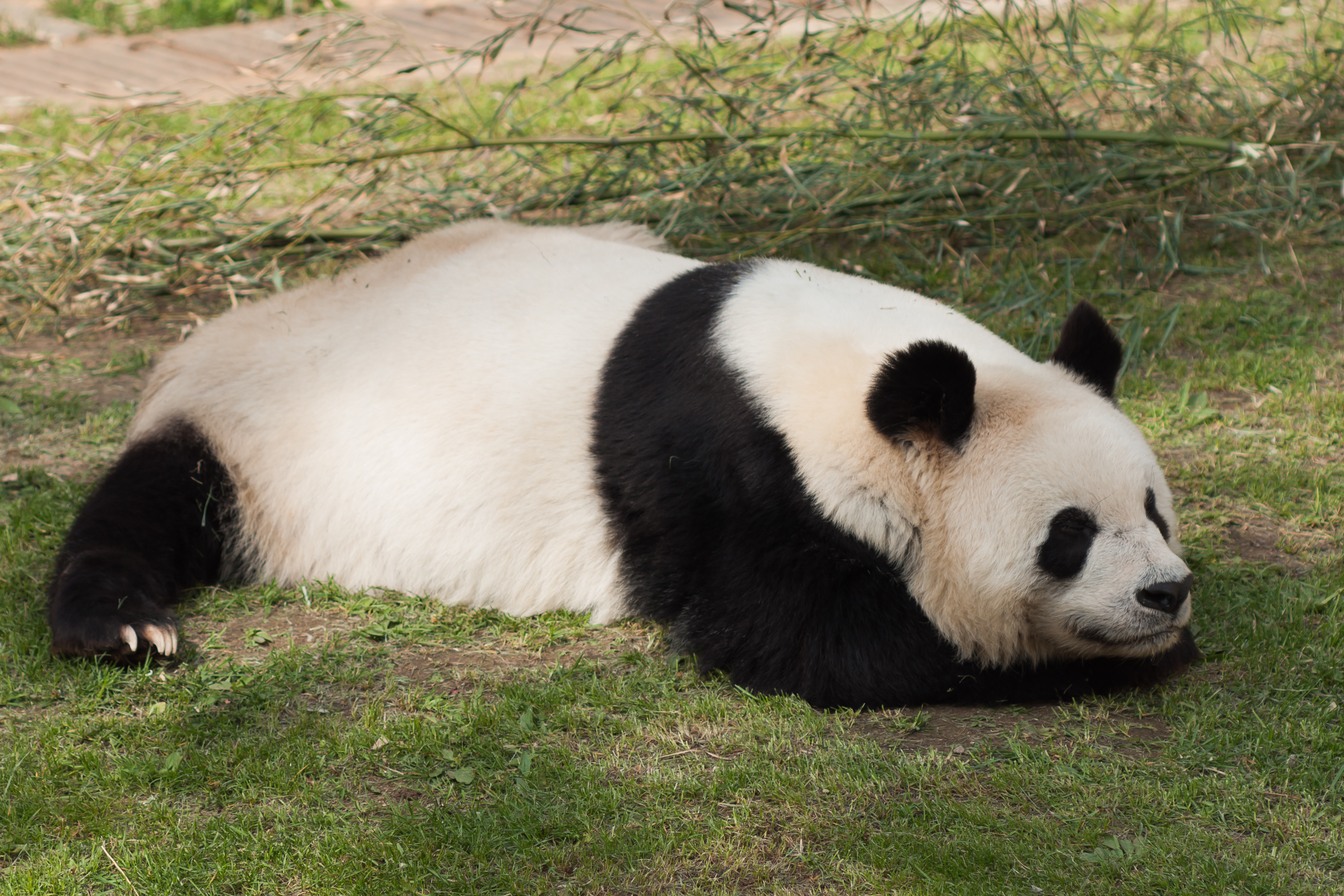 Dalian Liaoning China Forest-Zoo-02