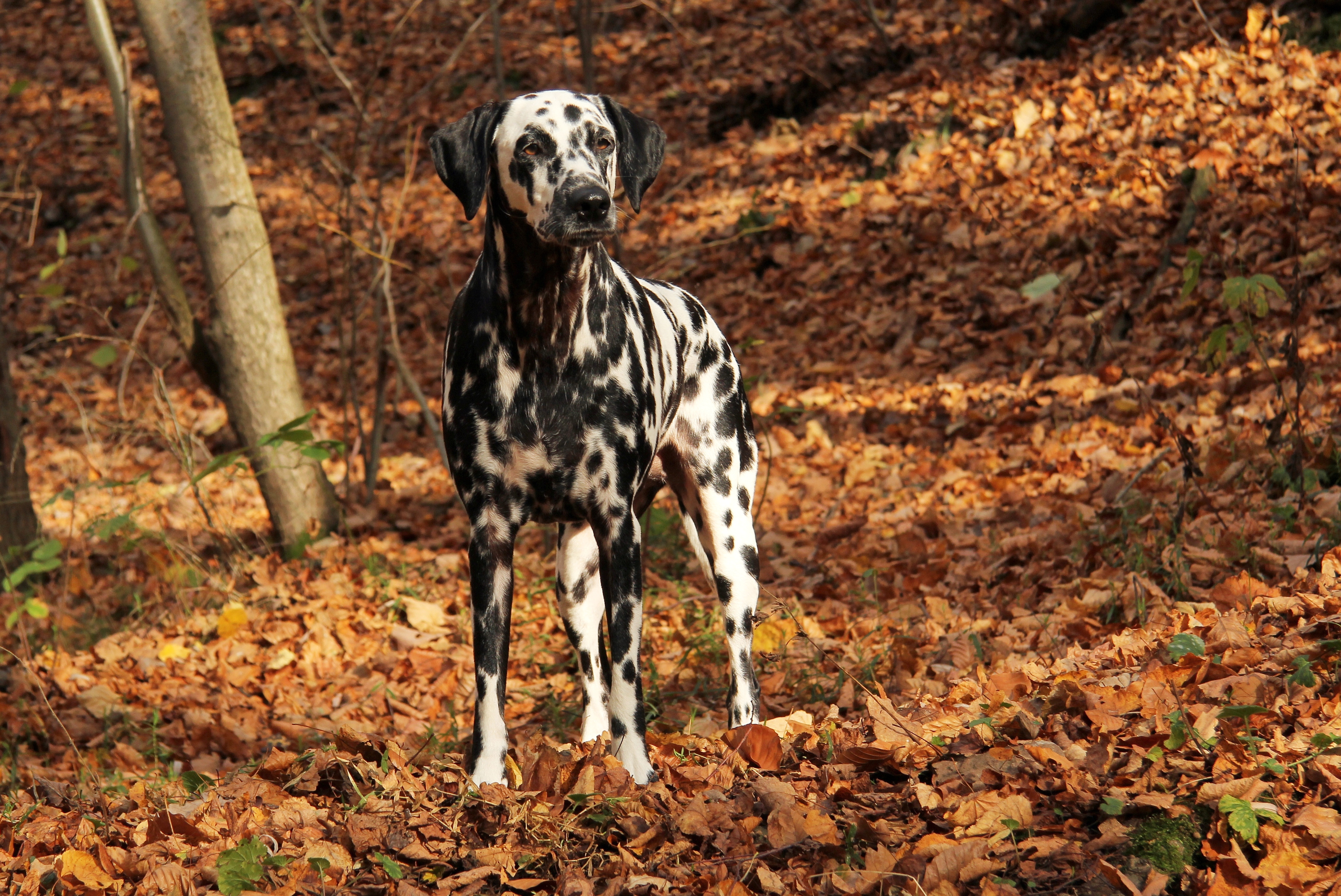 Dalmatian Angie