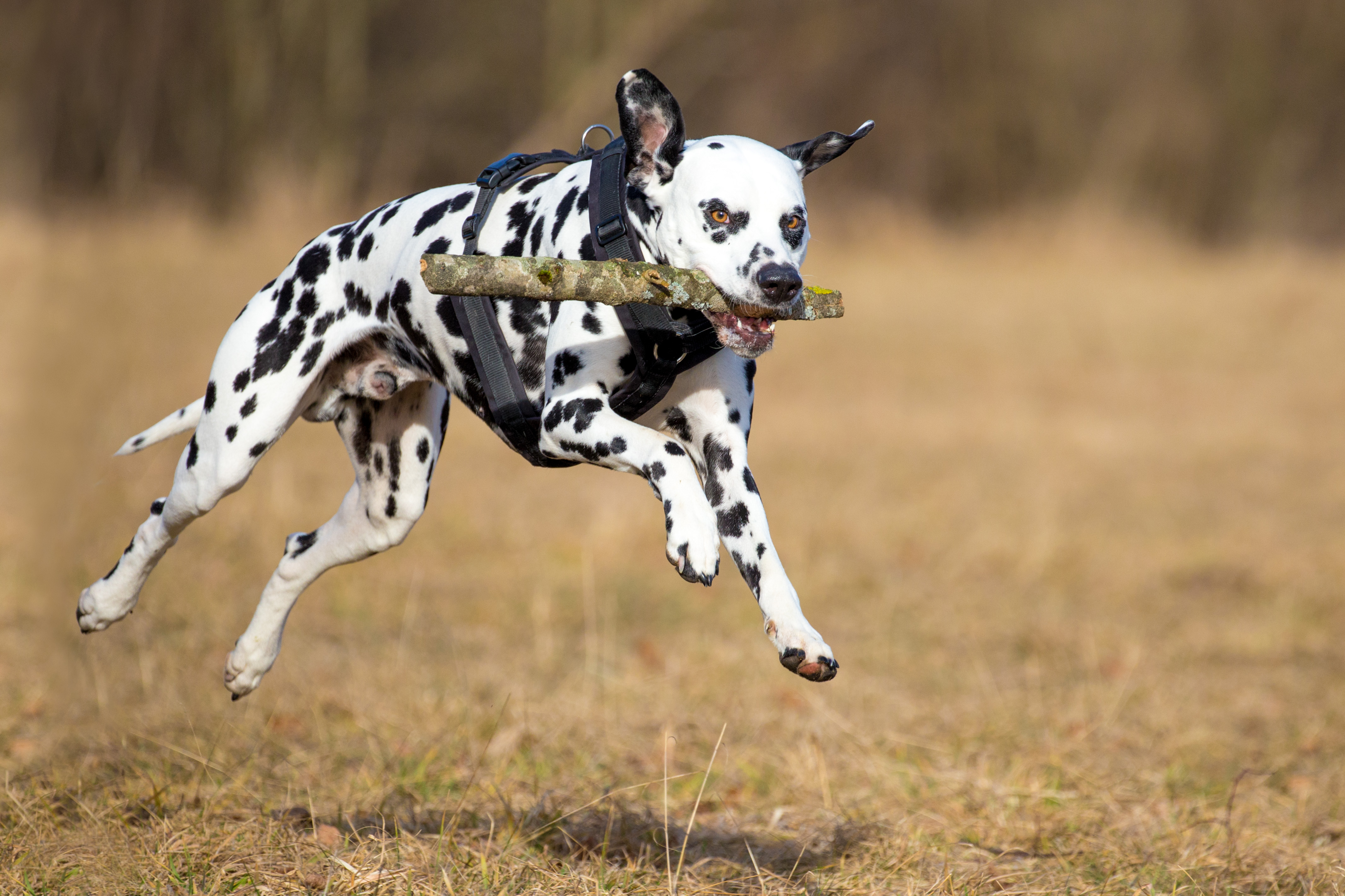 Dalmatian fetching a stick