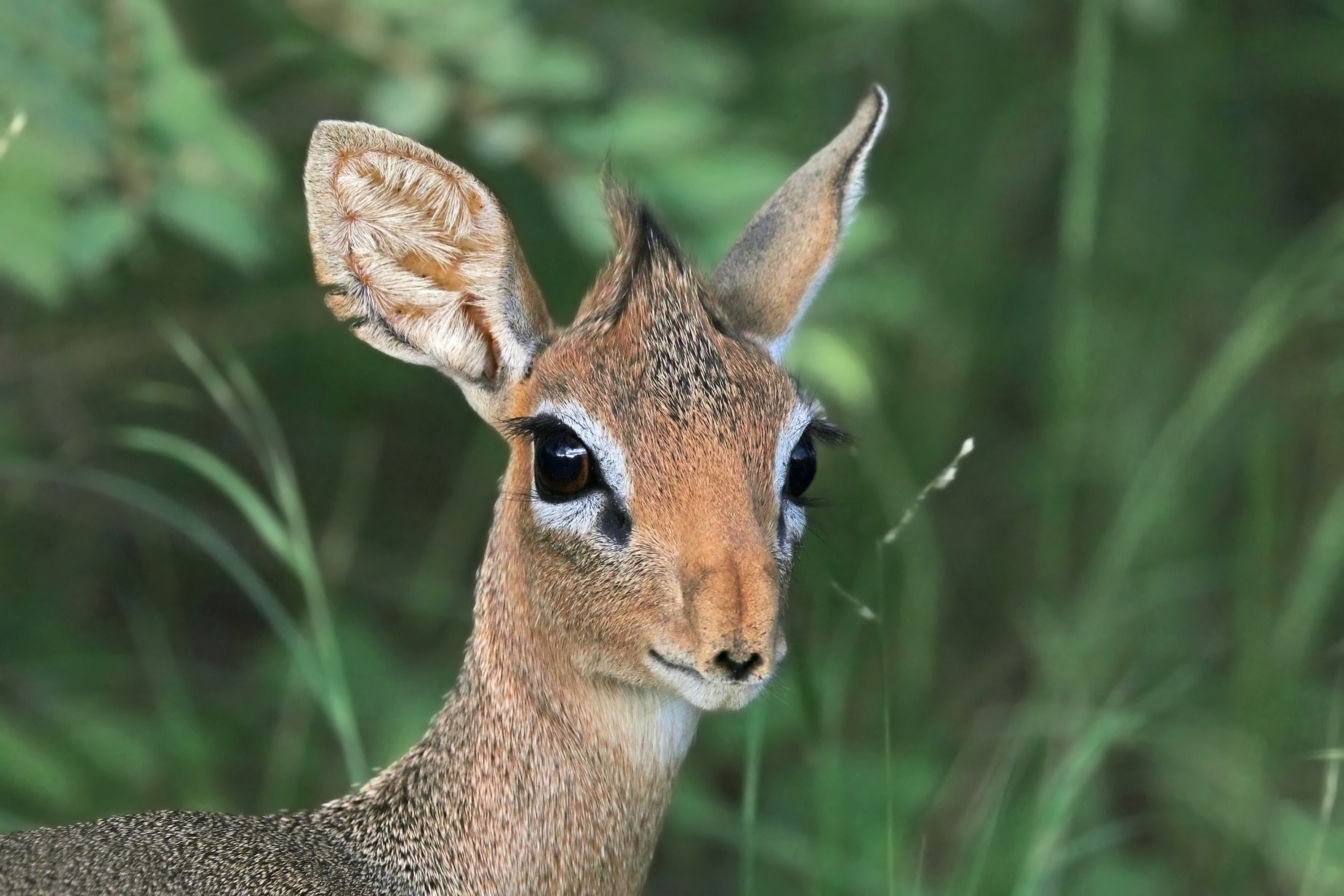 Damara dik-dik (Madoqua kirkii damarenis) female head