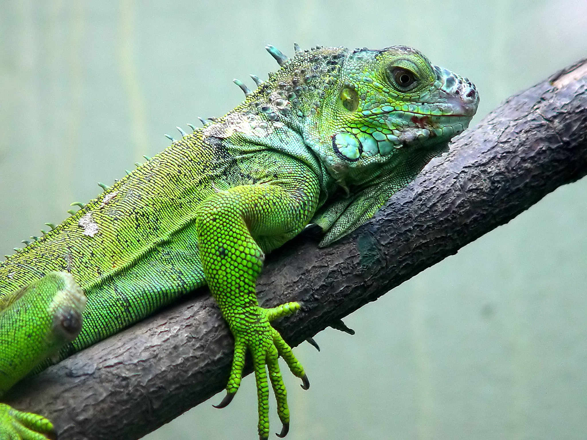 Darica Iguana 02358