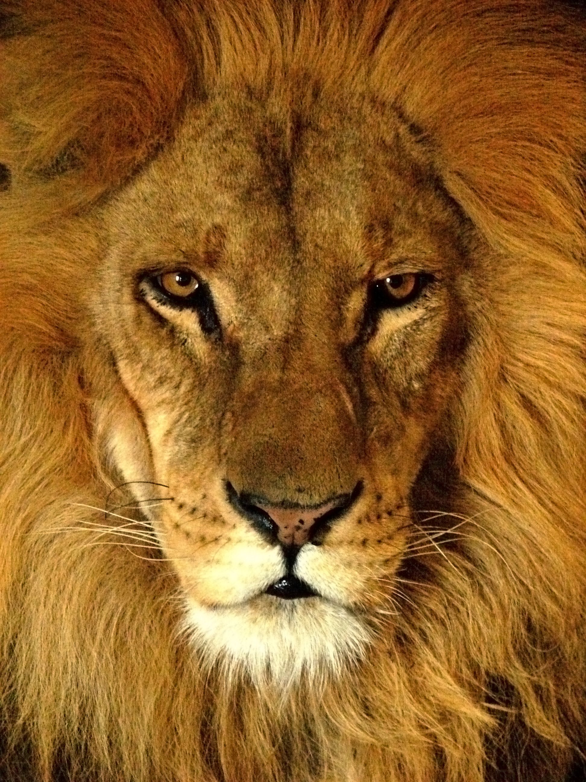 Darica Lion 07174