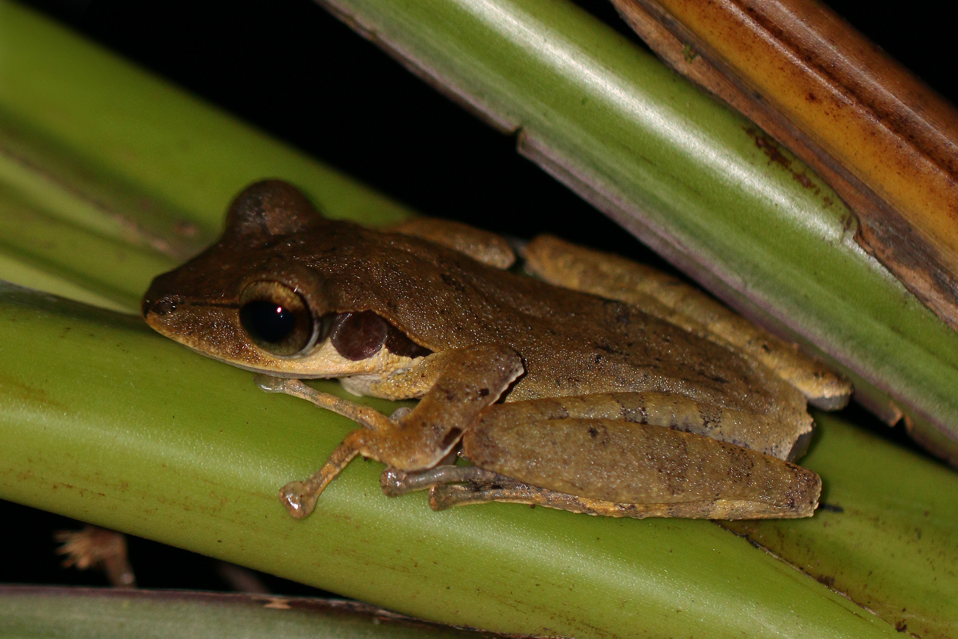 Dark-eared frog (Polypedates macrotis)