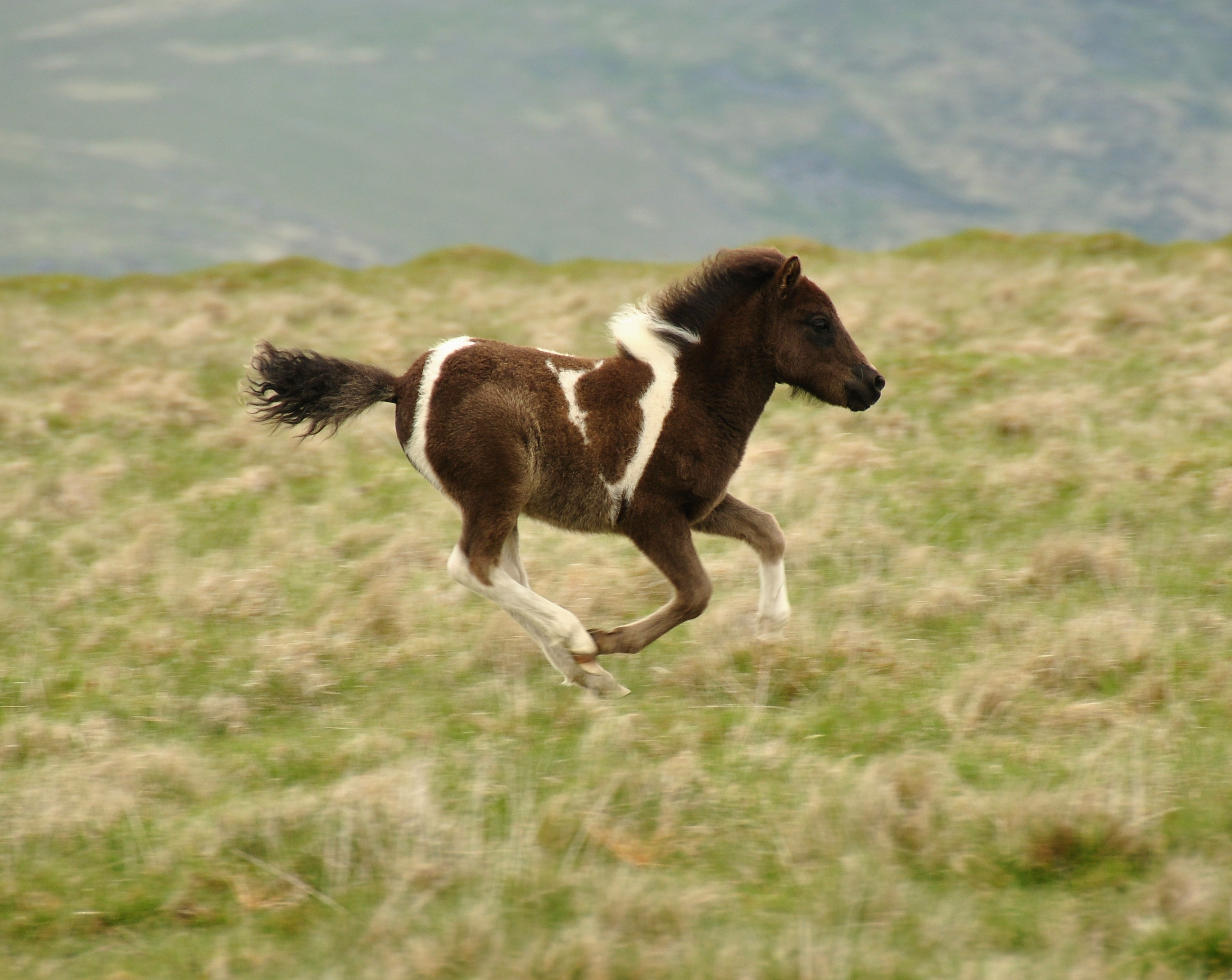 Dartmoor pony foal 3