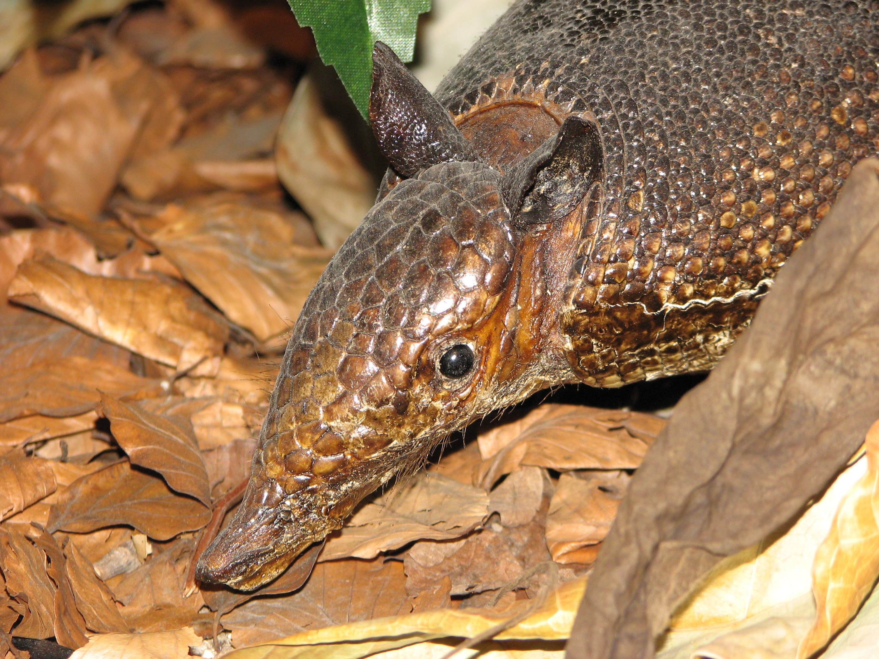 Dasypus novemcinctus, museum 02