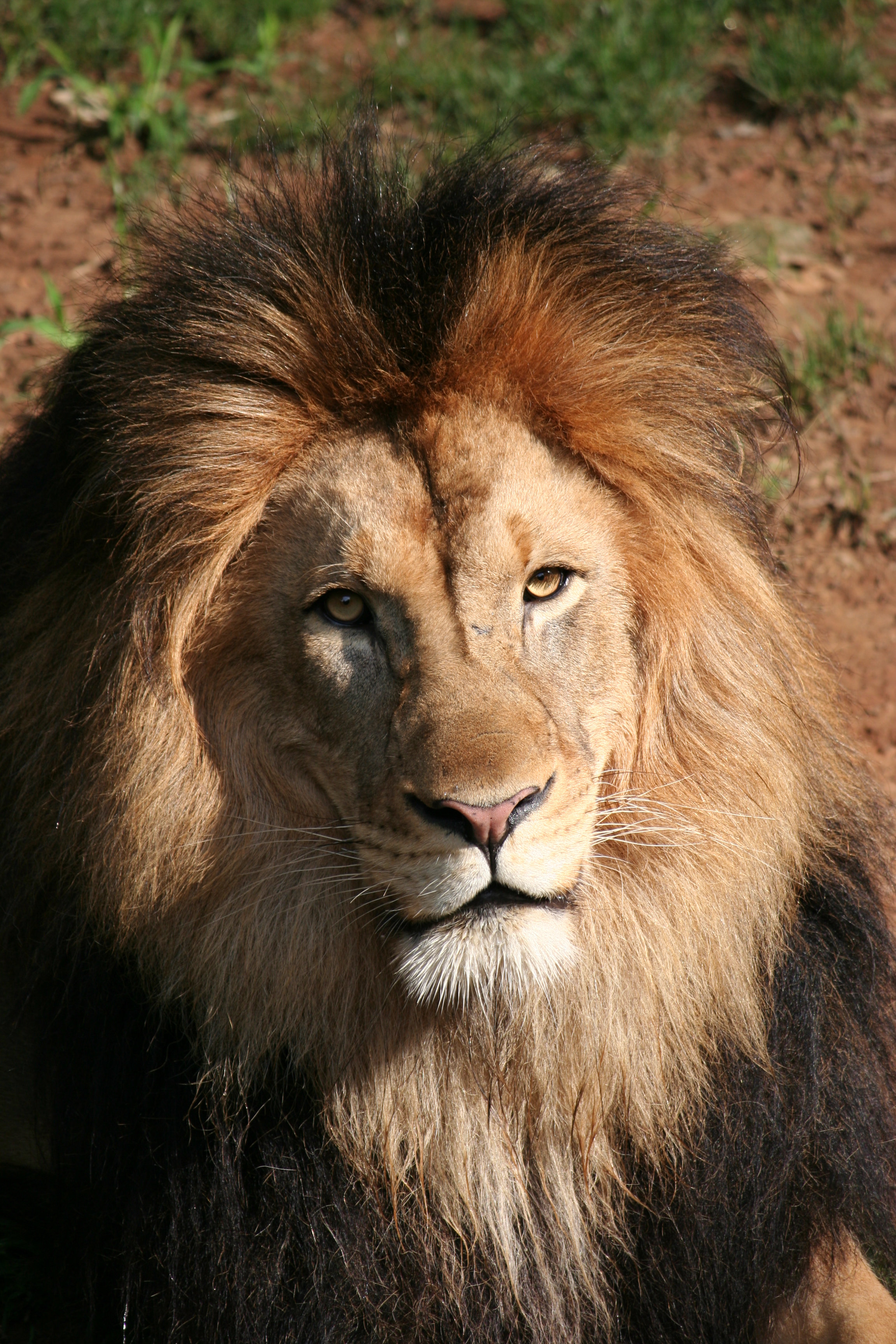 DCNationalZooLion