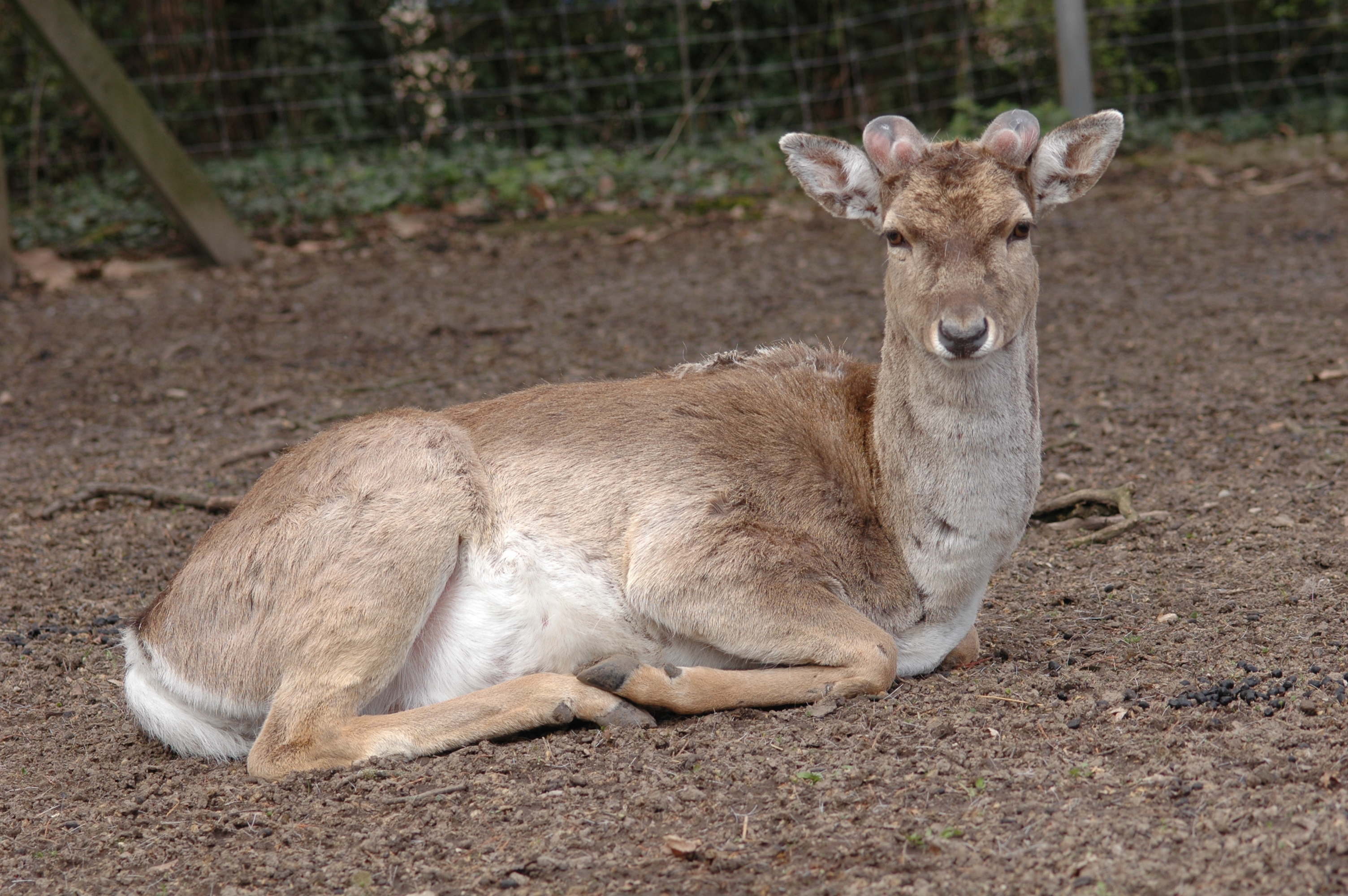 Dear developing new Antlers