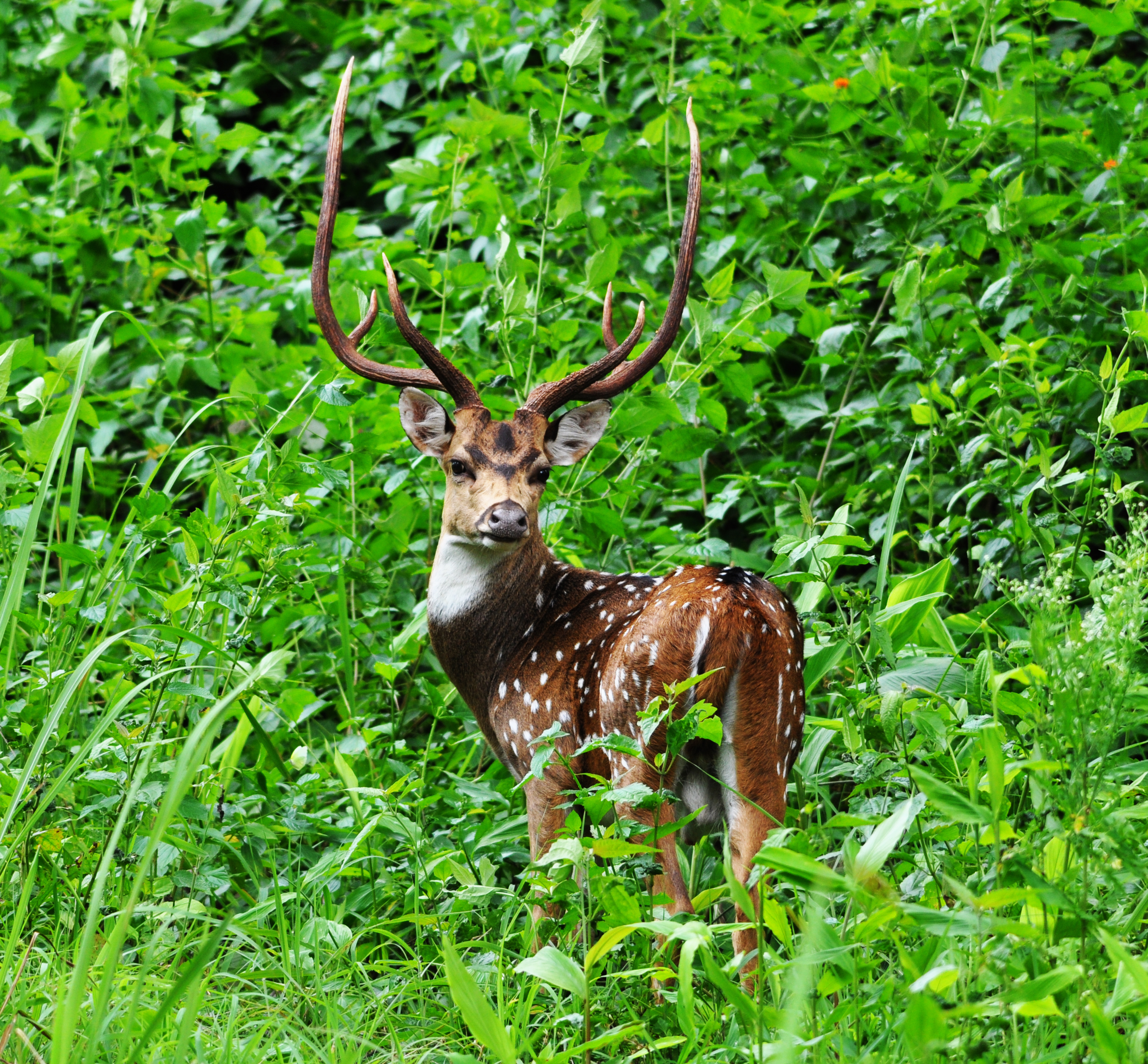 Deer2