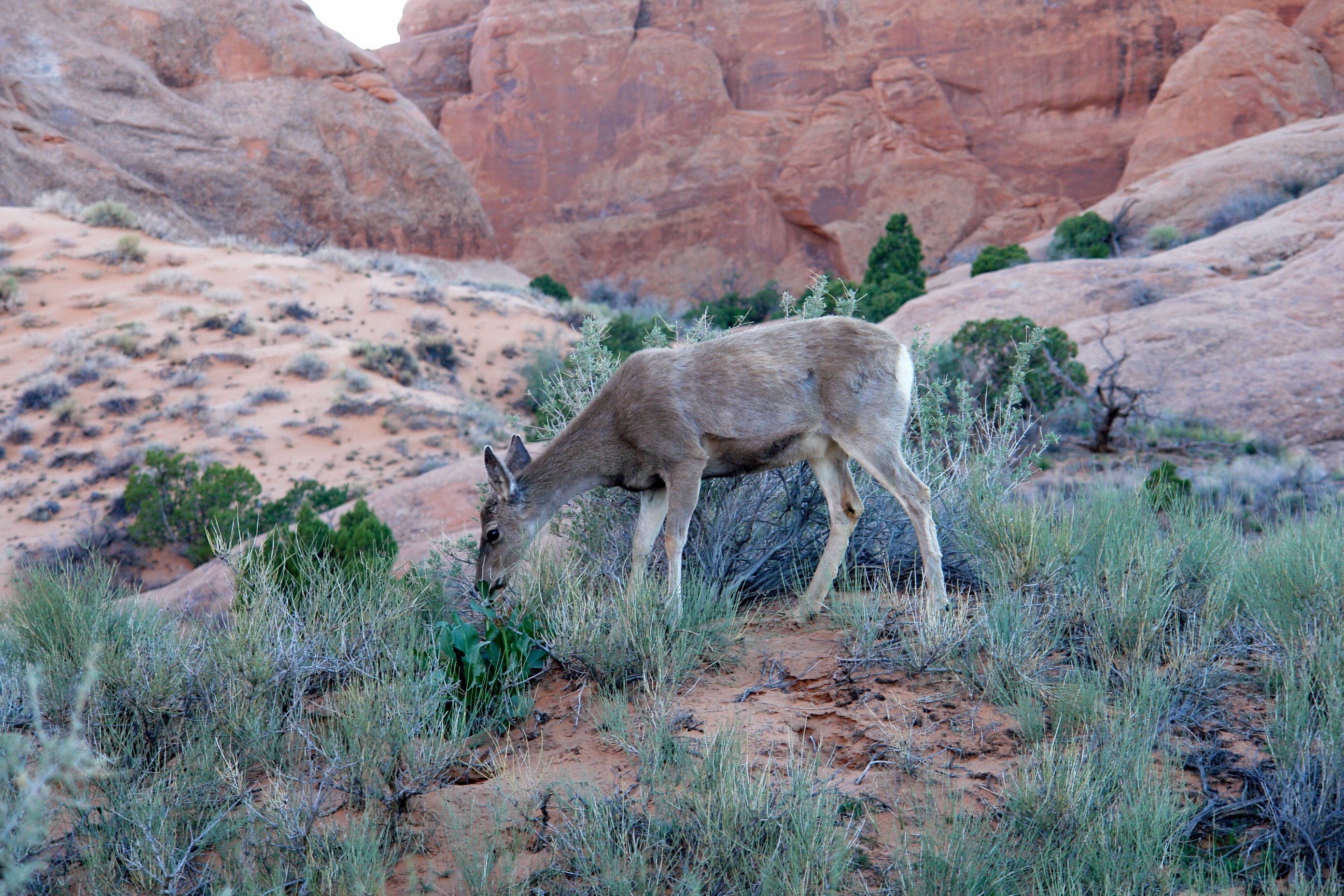 Deer eating in Arches National Park, Sunset (3457963253)