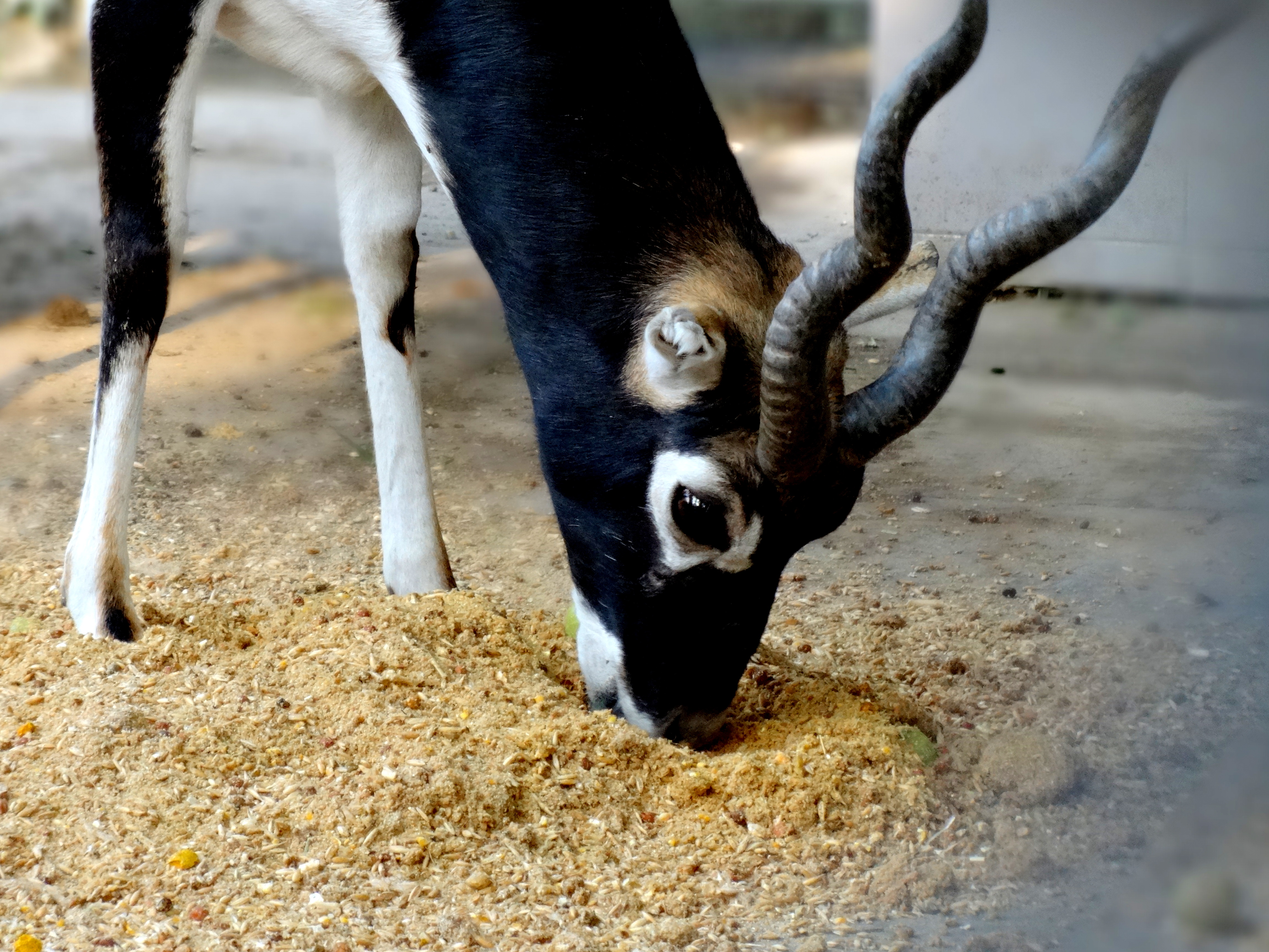 Deer feeding