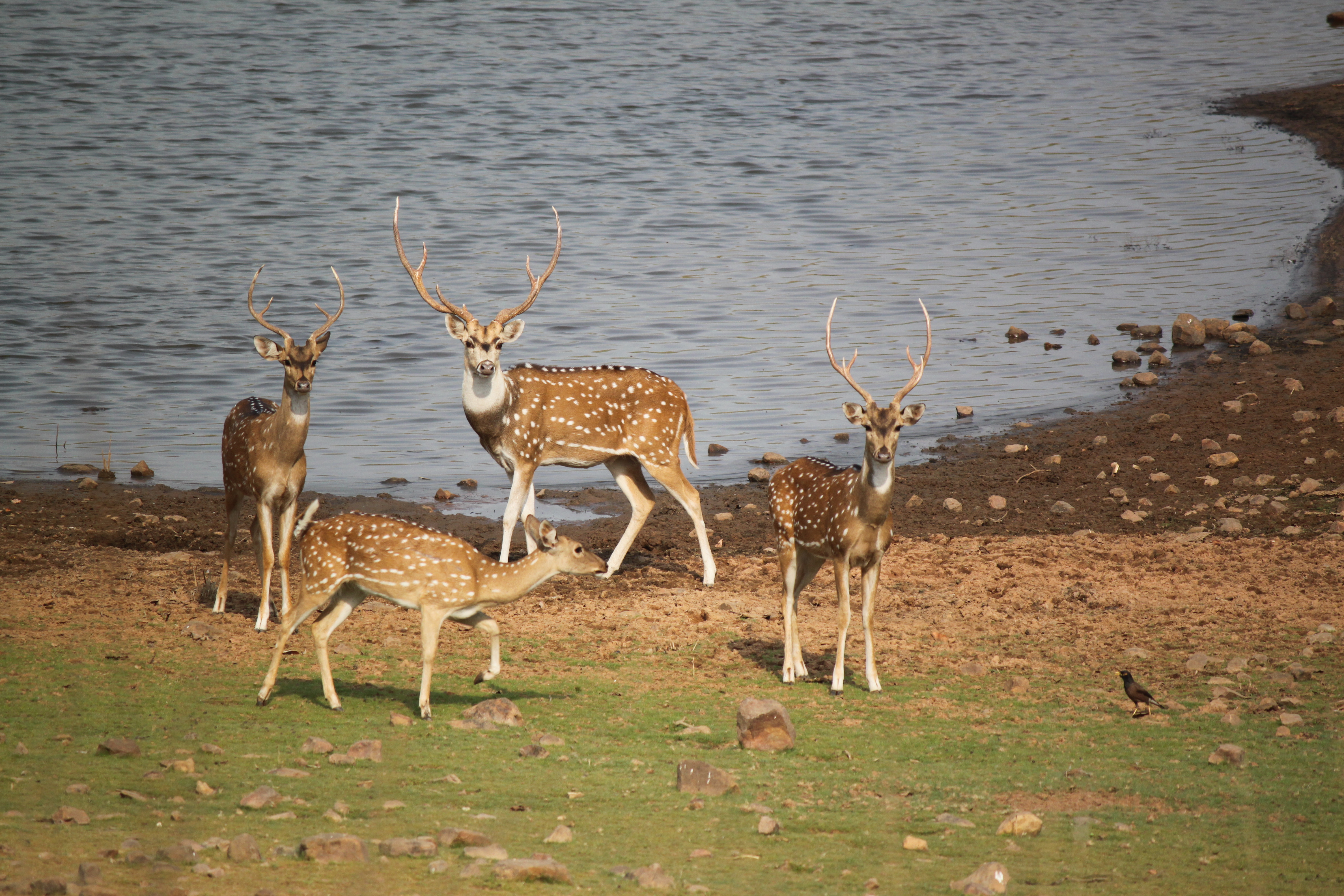 Deer Gang!