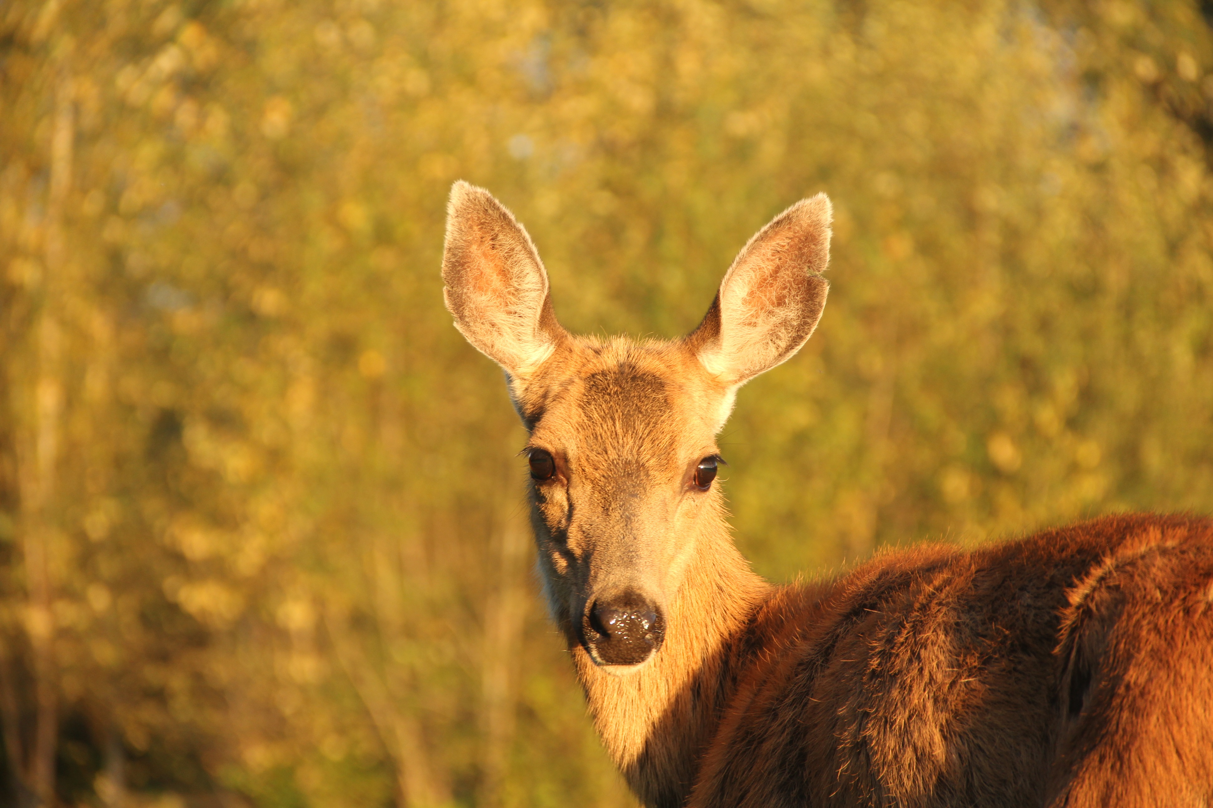 Deer in field (head on view)