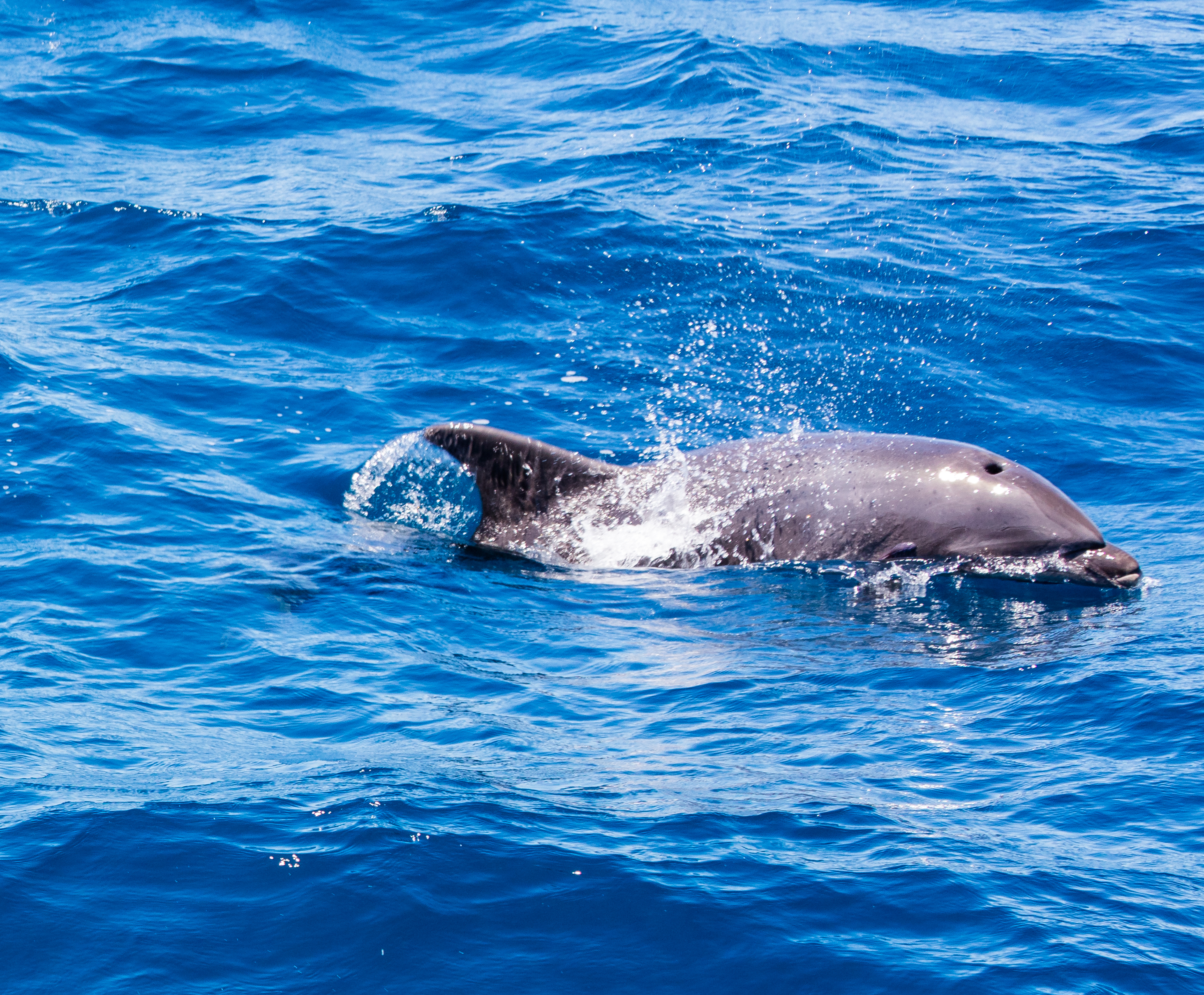 Delfín mular (Tursiops truncatus), isla de San Cristóbal, islas Galápagos, Ecuador, 2015-07-24, DD 86
