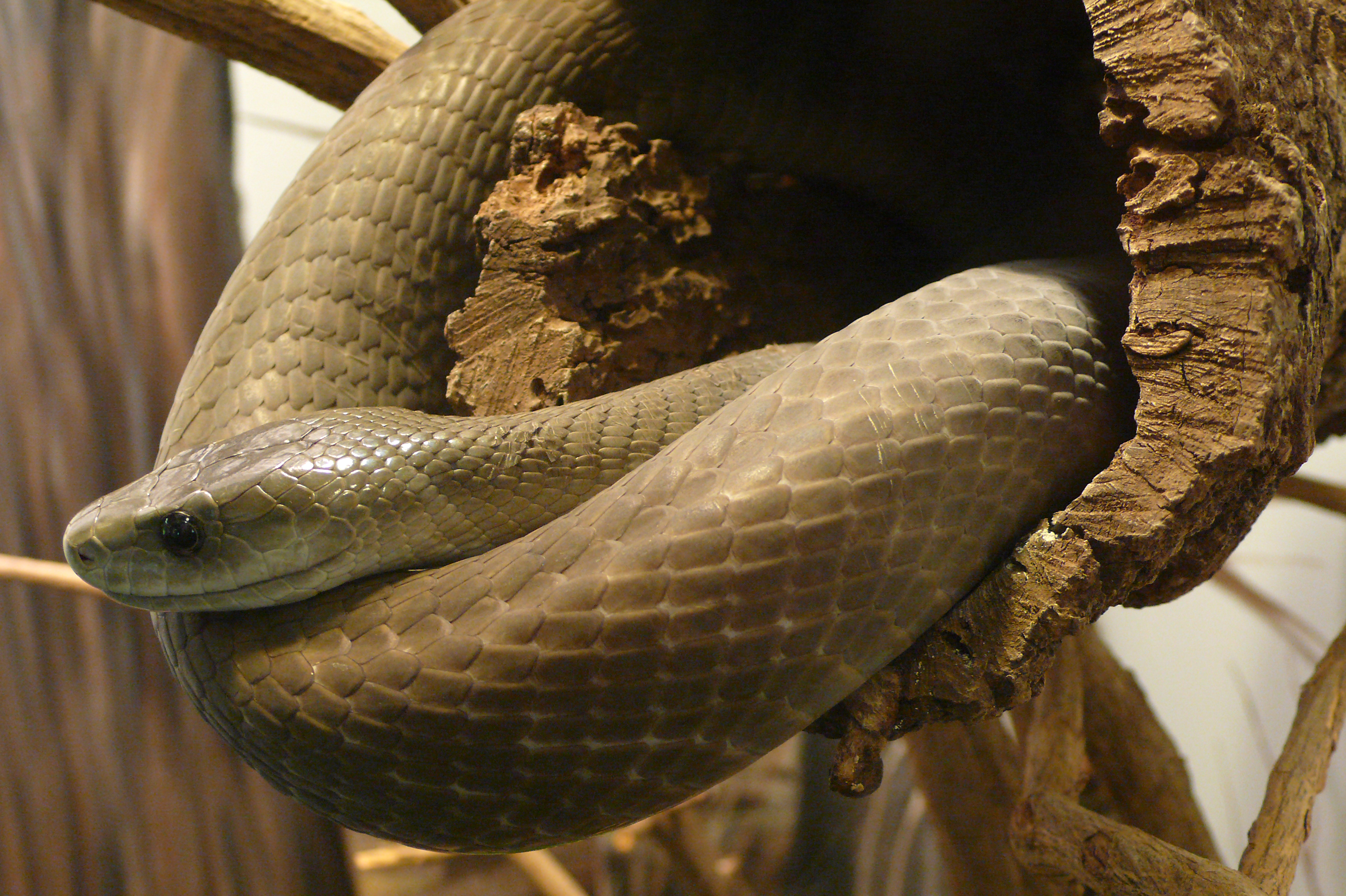 Dendroaspis polylepis (6)