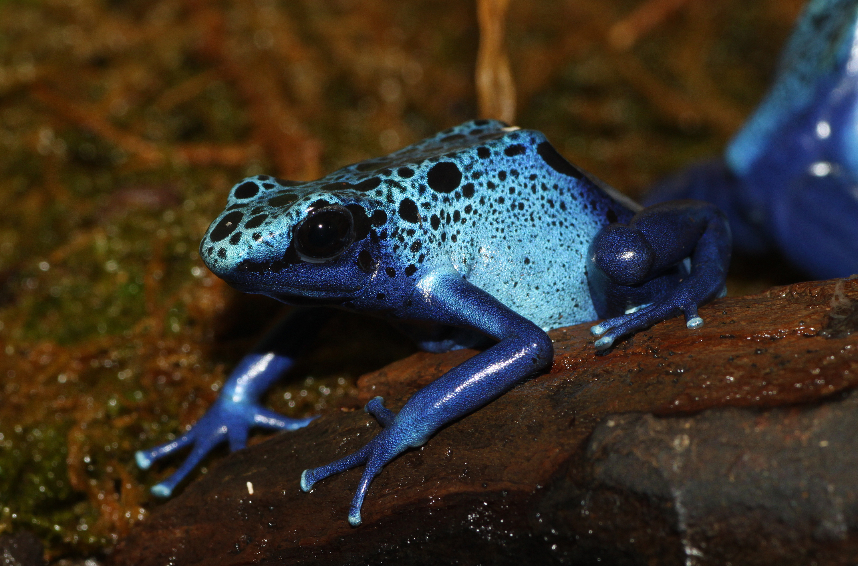 Dendrobates-tinctorius-blauer-baumsteiger