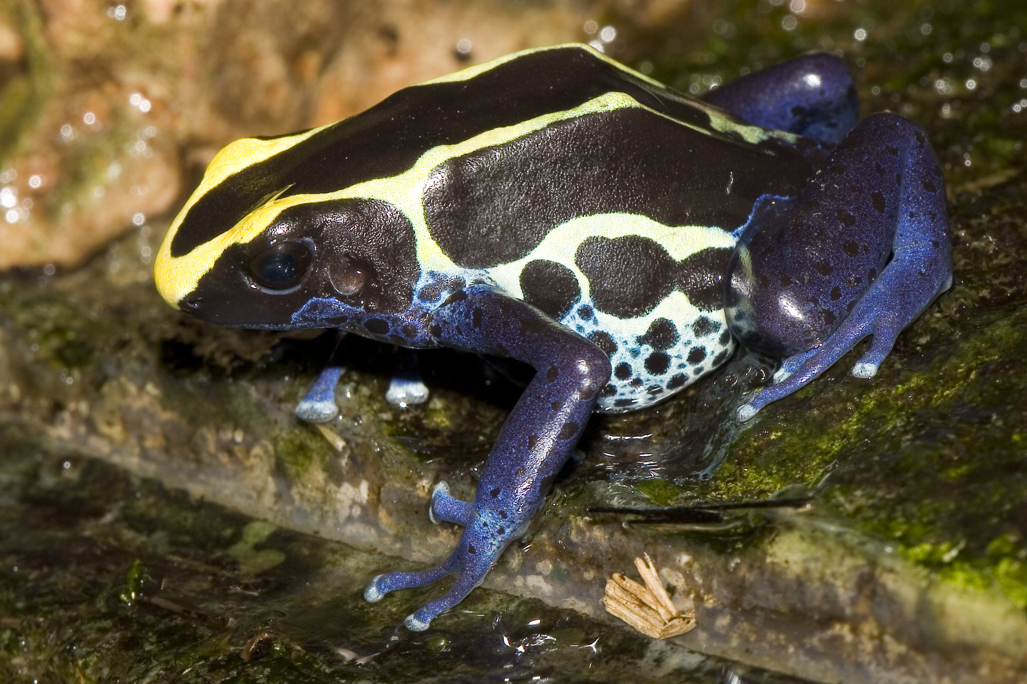 Dendrobates.tinctorius.7037