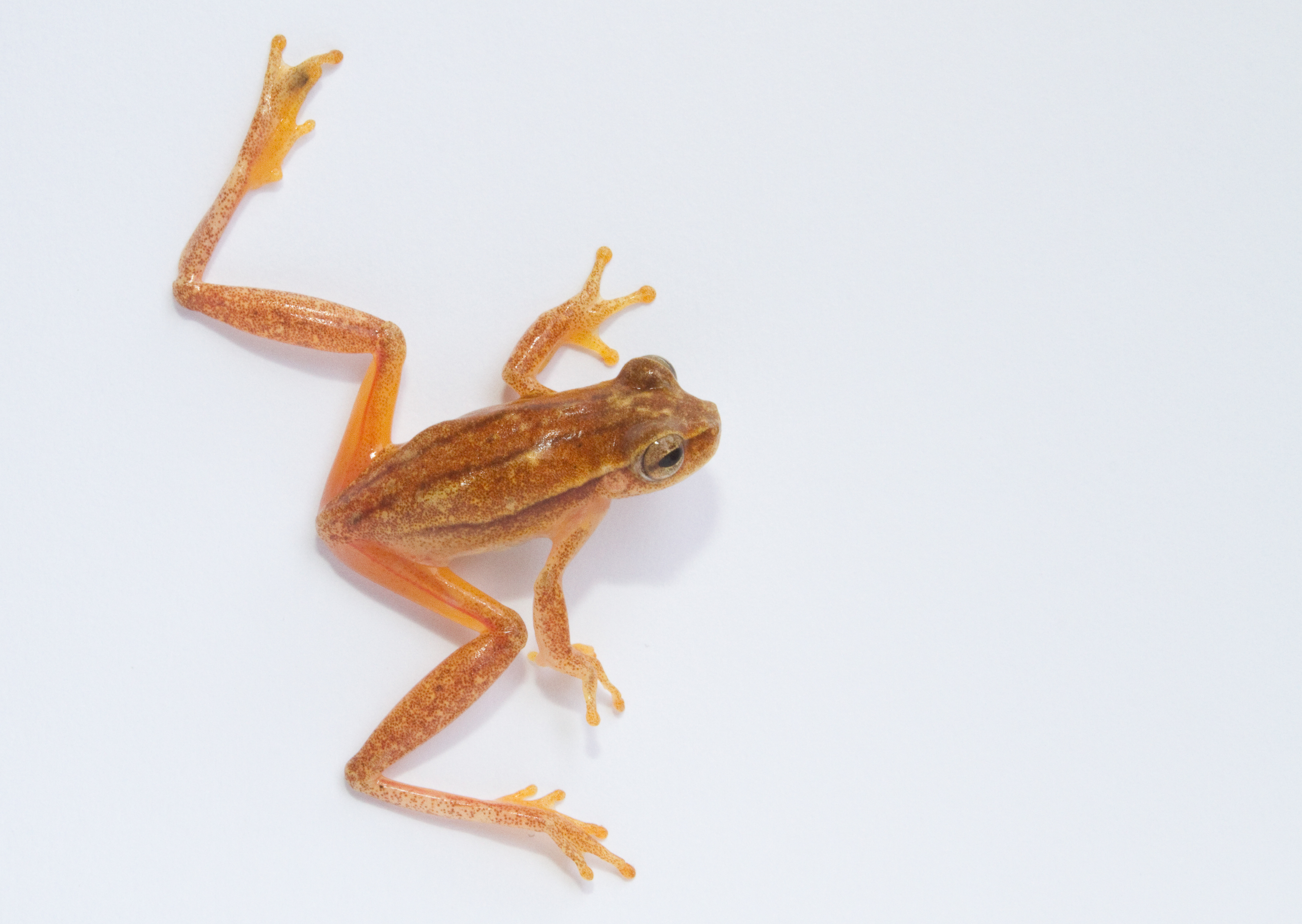 Dendropsophus microcephalus (Cope, 1886) Yellow Cricket Treefrog